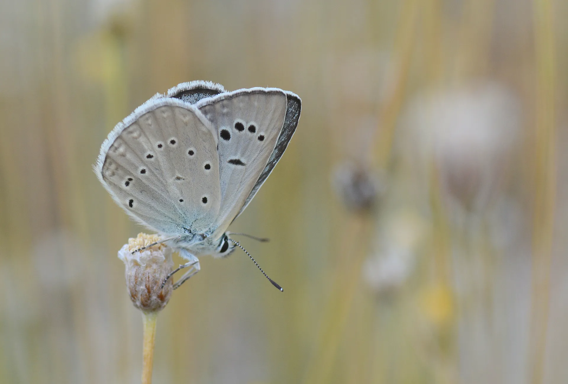 Polyommatus hopfferi (Hopfer'in Çokgözlüsü) butterfly photo
