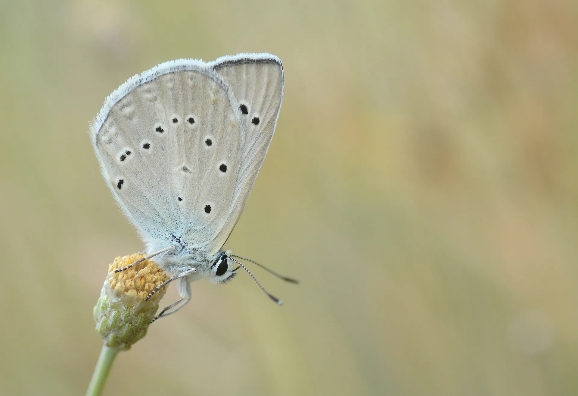 Polyommatus hopfferi (Hopfer'in Ã‡okgÃ¶zlÃ¼sÃ¼) butterfly photo
