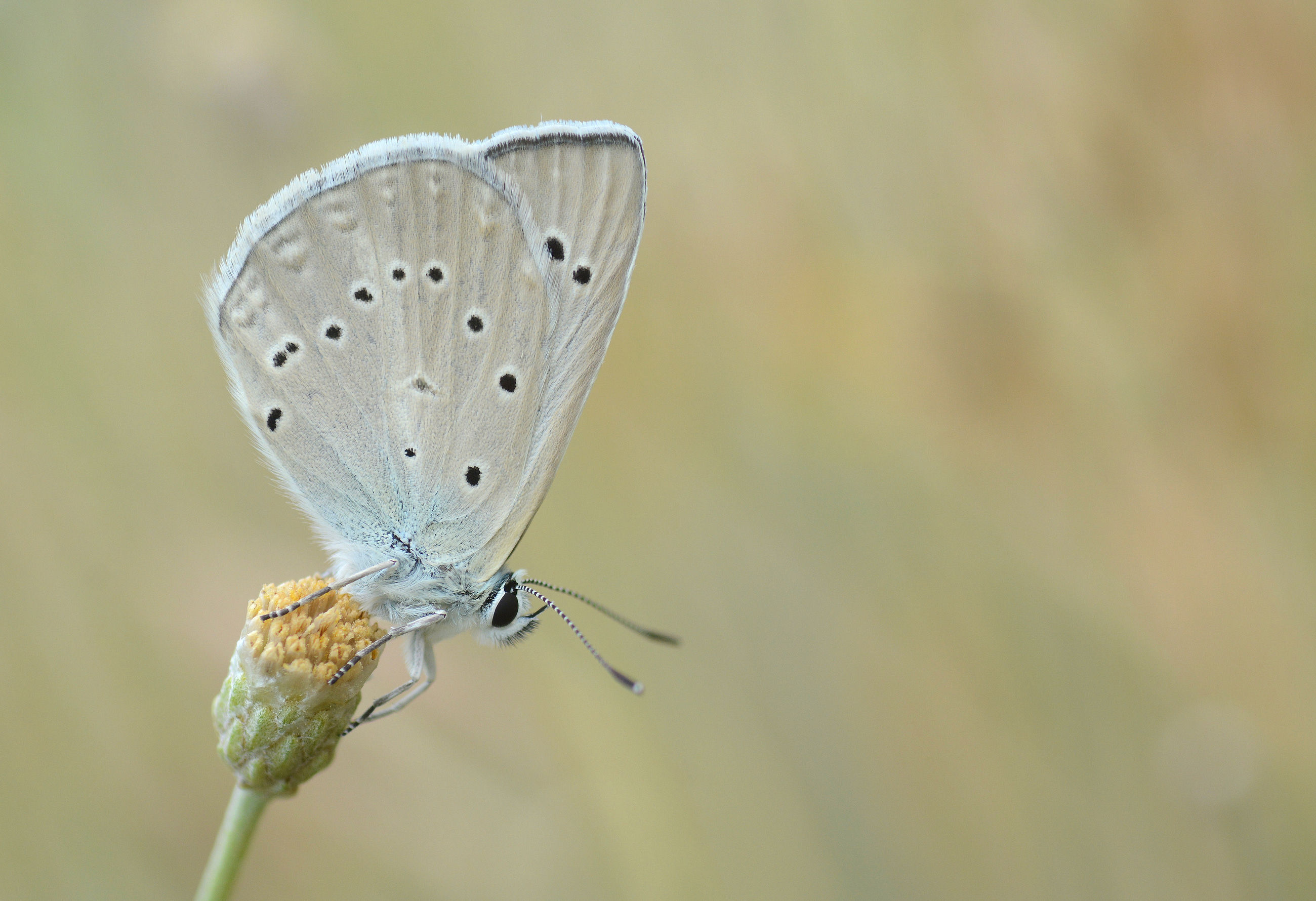 Polyommatus hopfferi (Hopfer'in Çokgözlüsü) butterfly photo