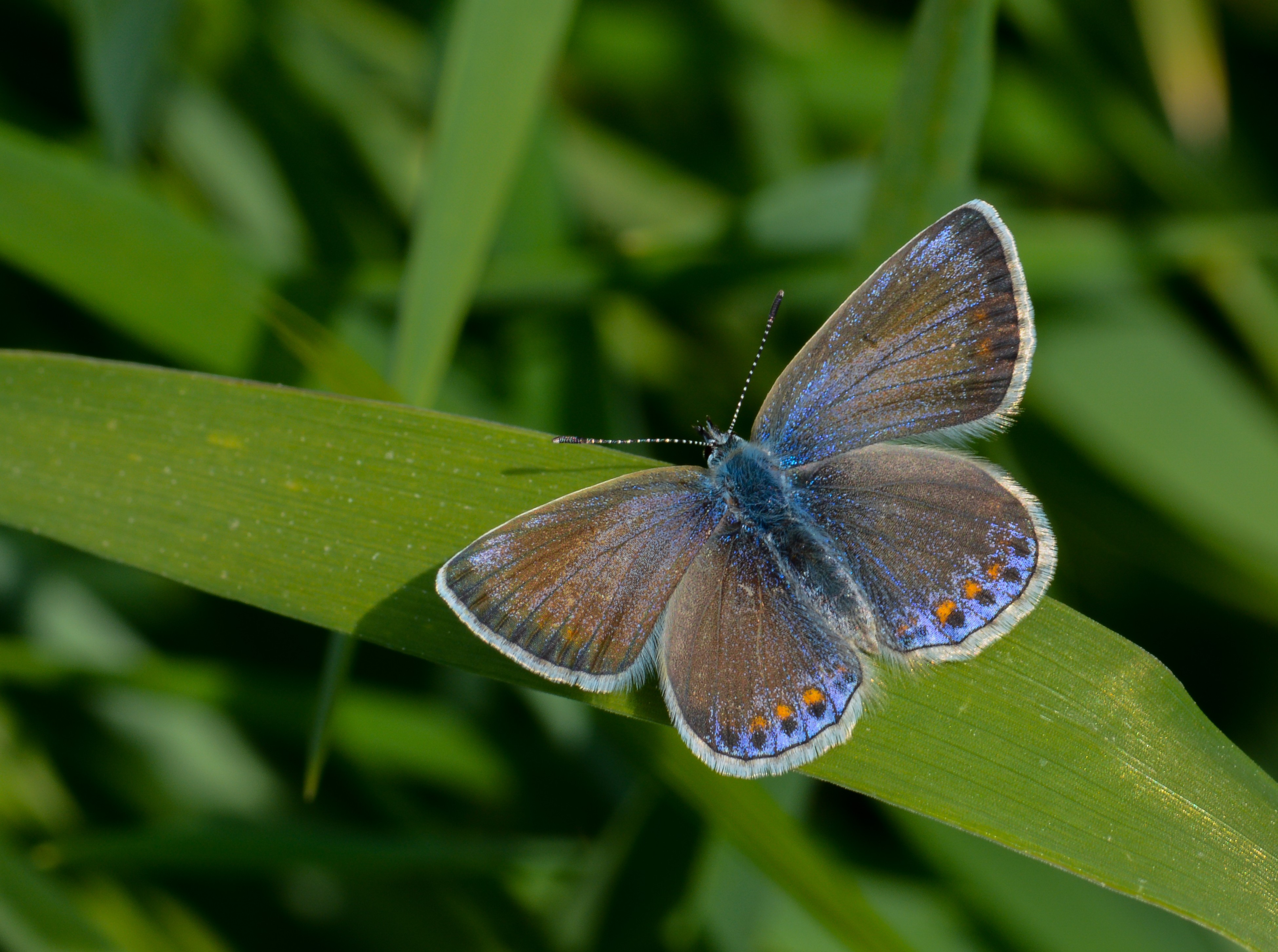 Polyommatus icarus (Çokgözlü Mavi) butterfly photo