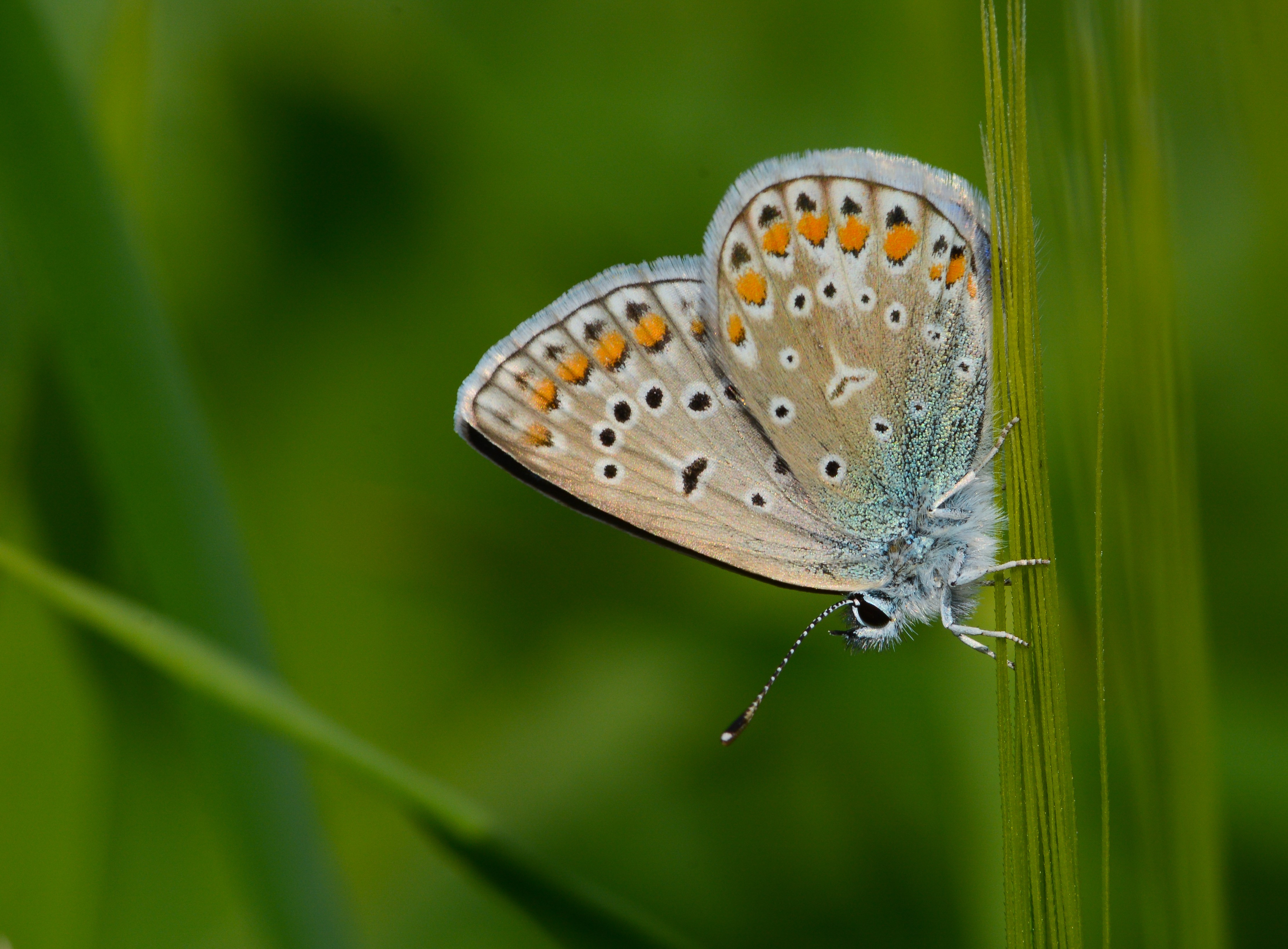 Polyommatus icarus (Çokgözlü Mavi) butterfly photo
