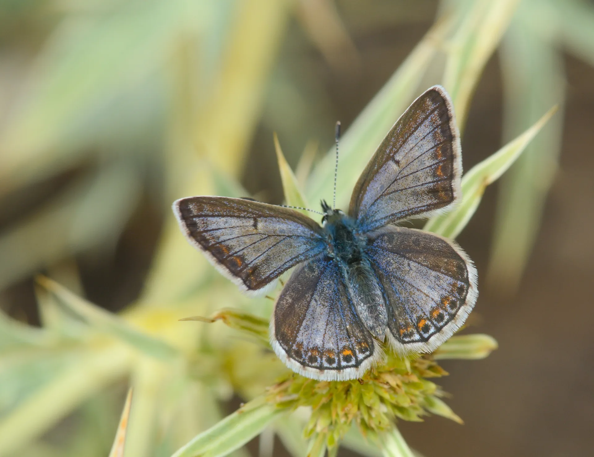 Polyommatus icarus (Ã‡okgÃ¶zlÃ¼ Mavi) butterfly photo