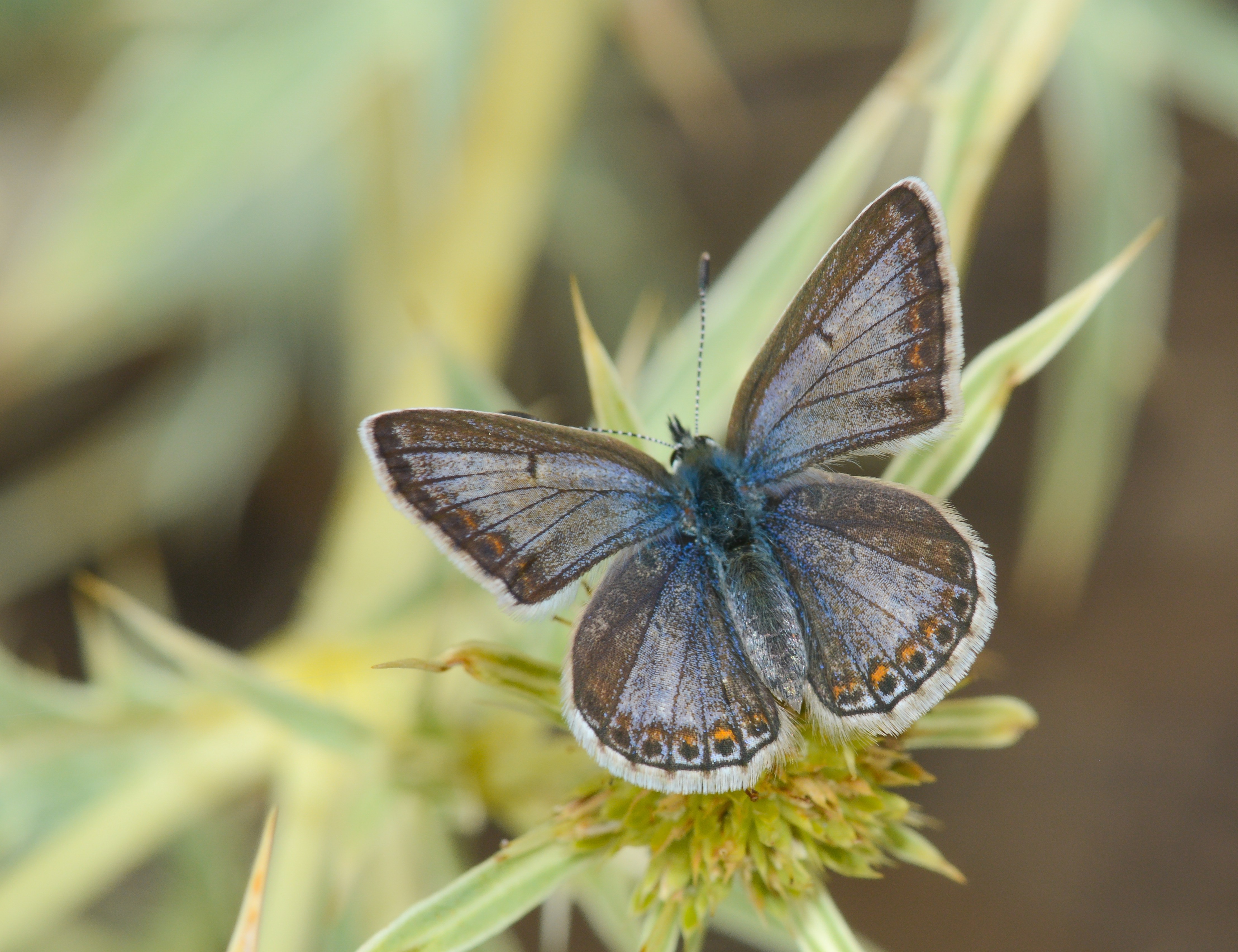 Polyommatus icarus (Çokgözlü Mavi) butterfly photo