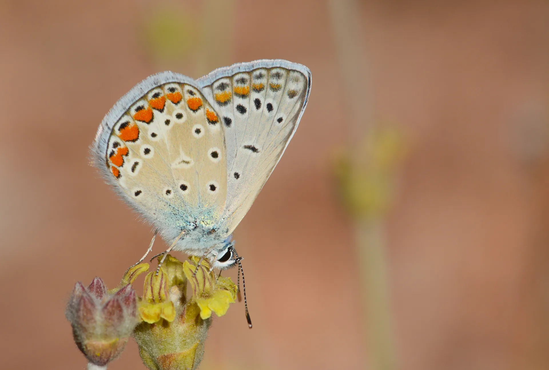 Polyommatus icarus (Ã‡okgÃ¶zlÃ¼ Mavi) butterfly photo