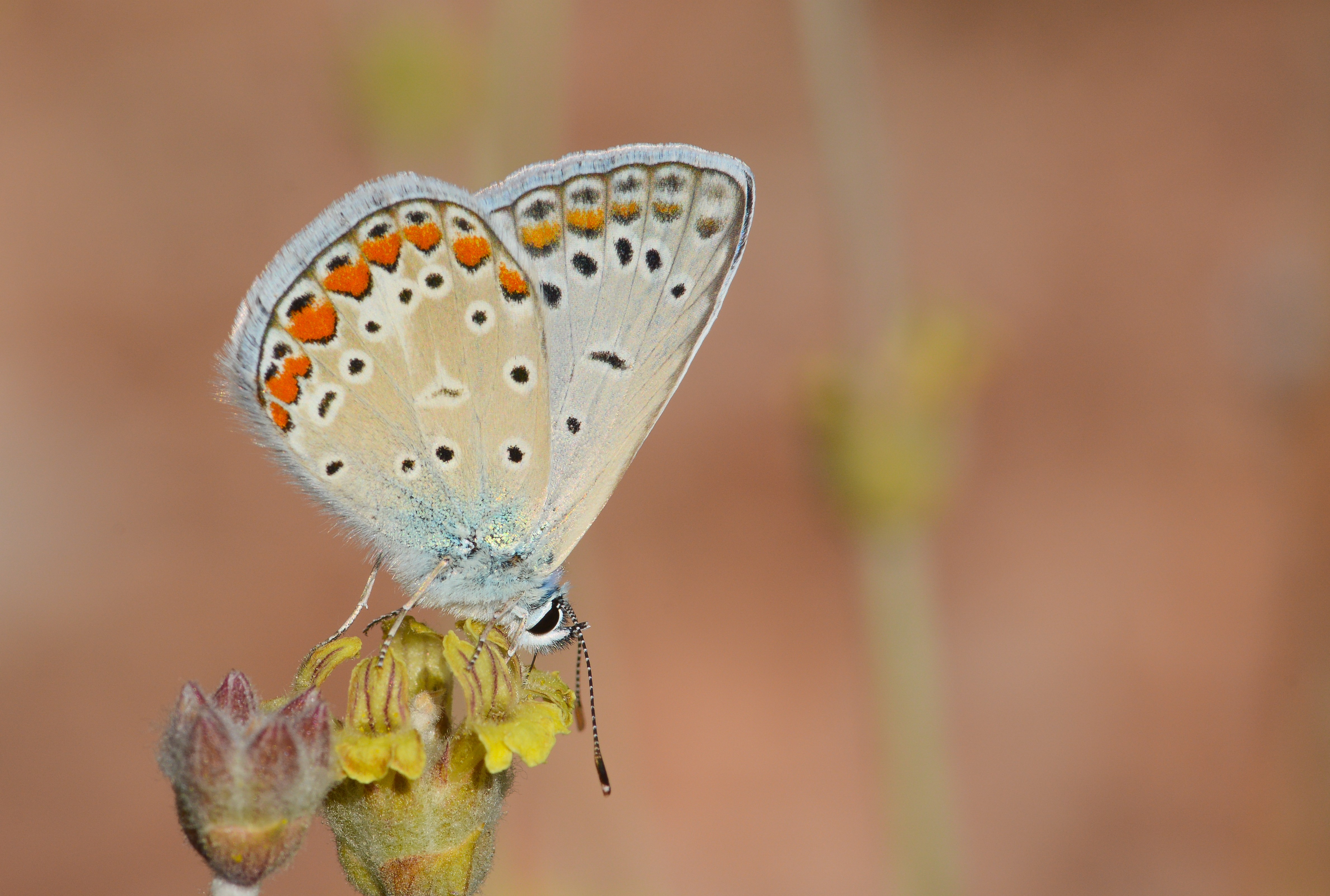 Polyommatus icarus (Çokgözlü Mavi) butterfly photo