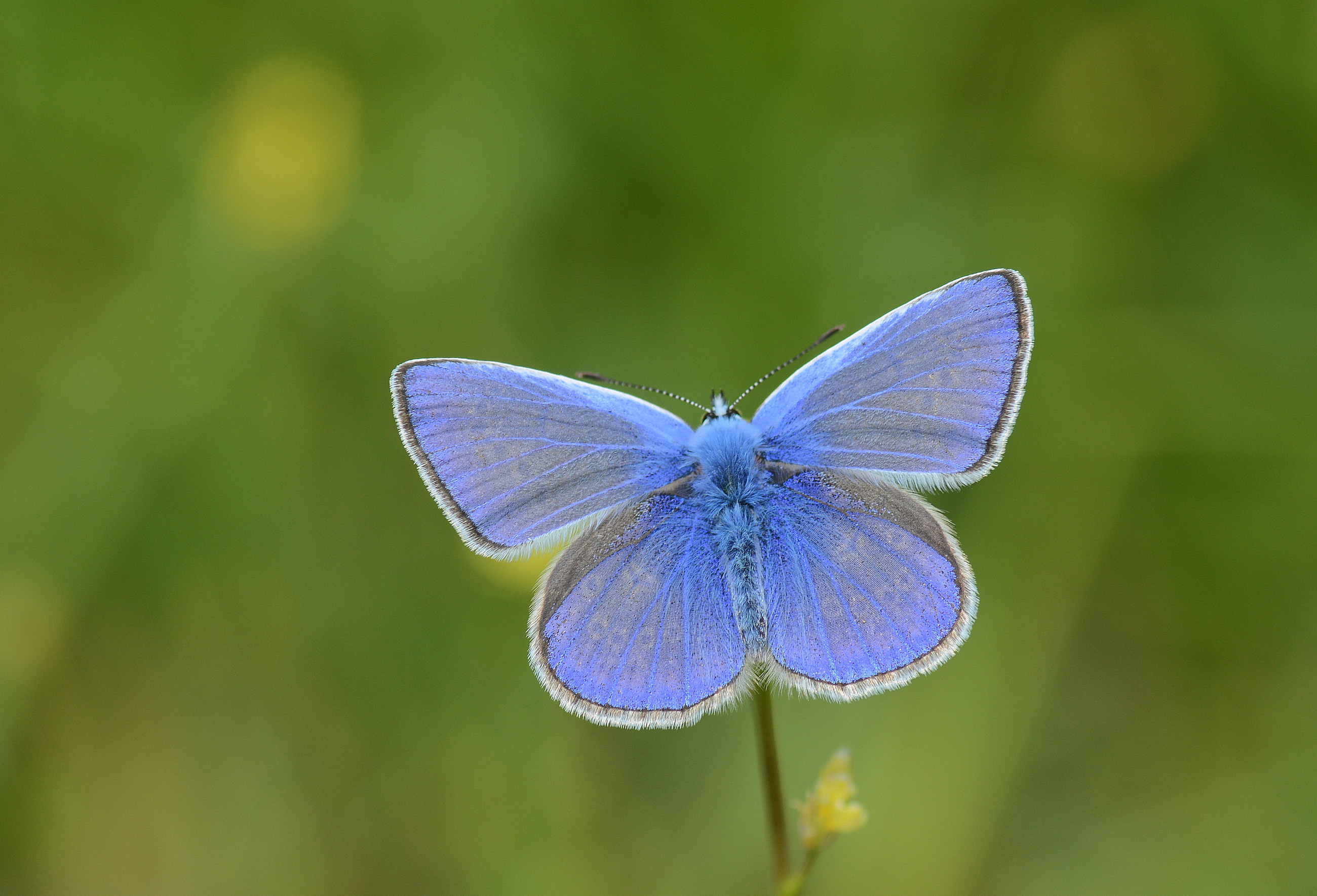 Polyommatus icarus (Çokgözlü Mavi) butterfly photo