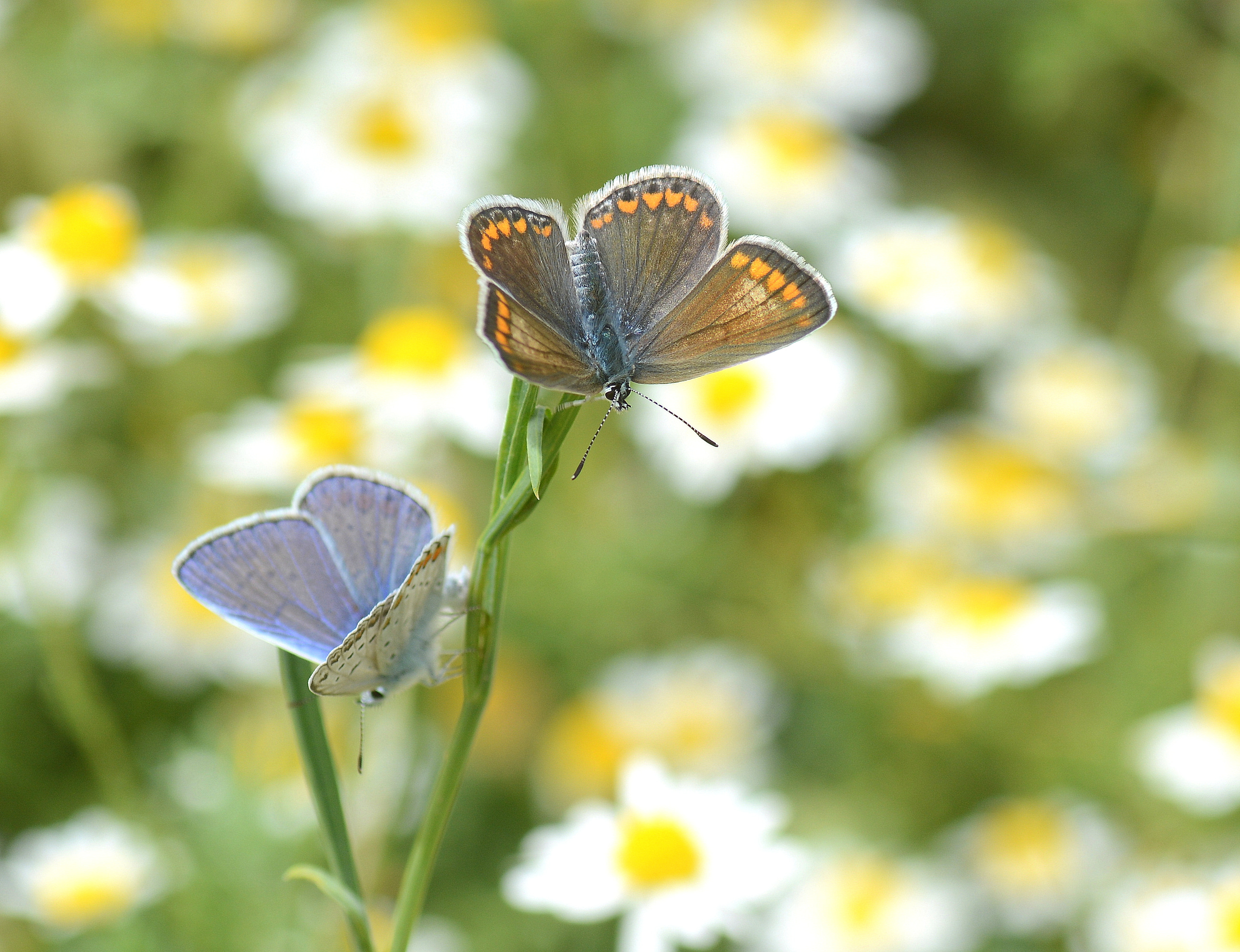 Polyommatus icarus (Çokgözlü Mavi) butterfly photo