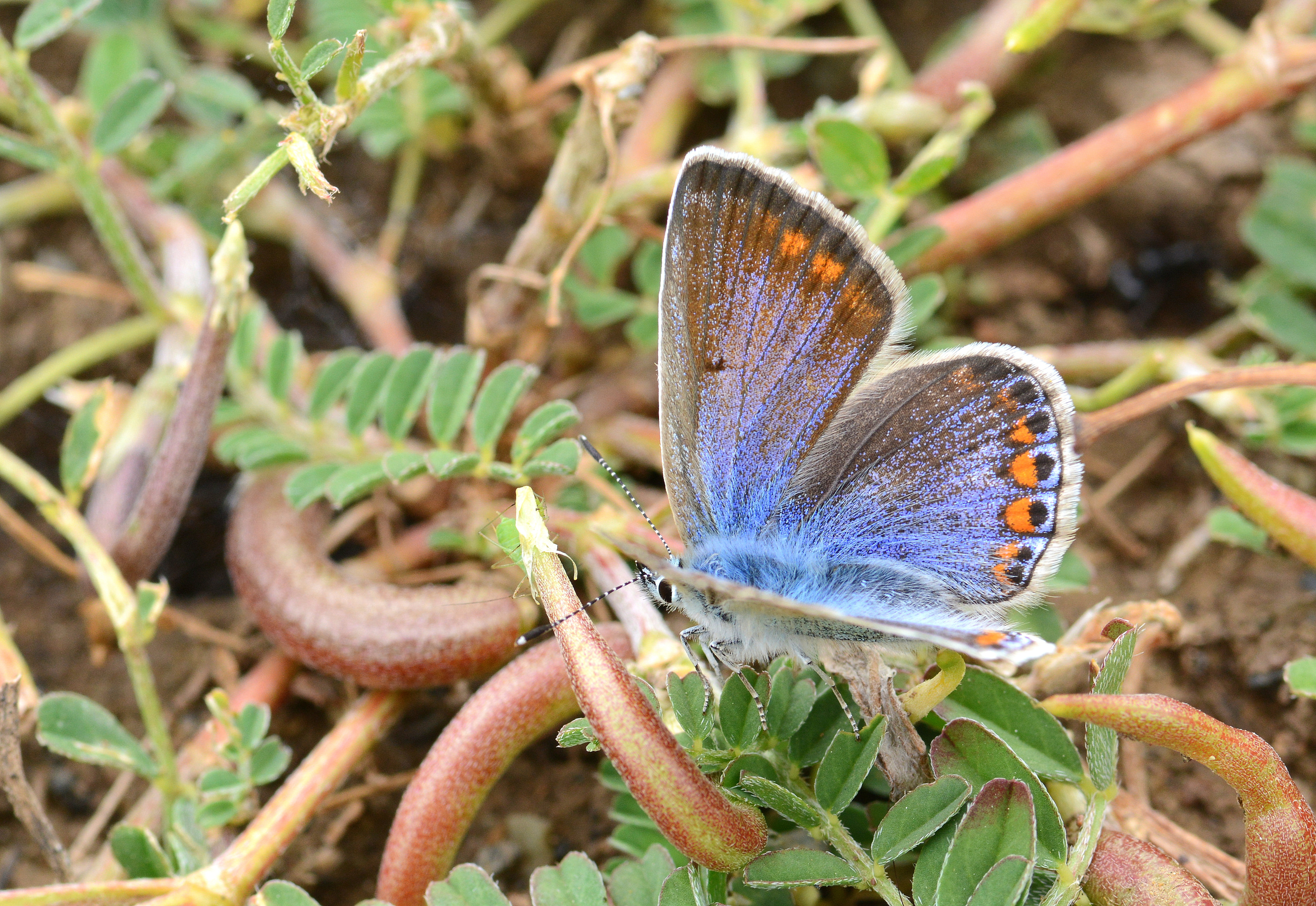 Polyommatus icarus (Çokgözlü Mavi) butterfly photo