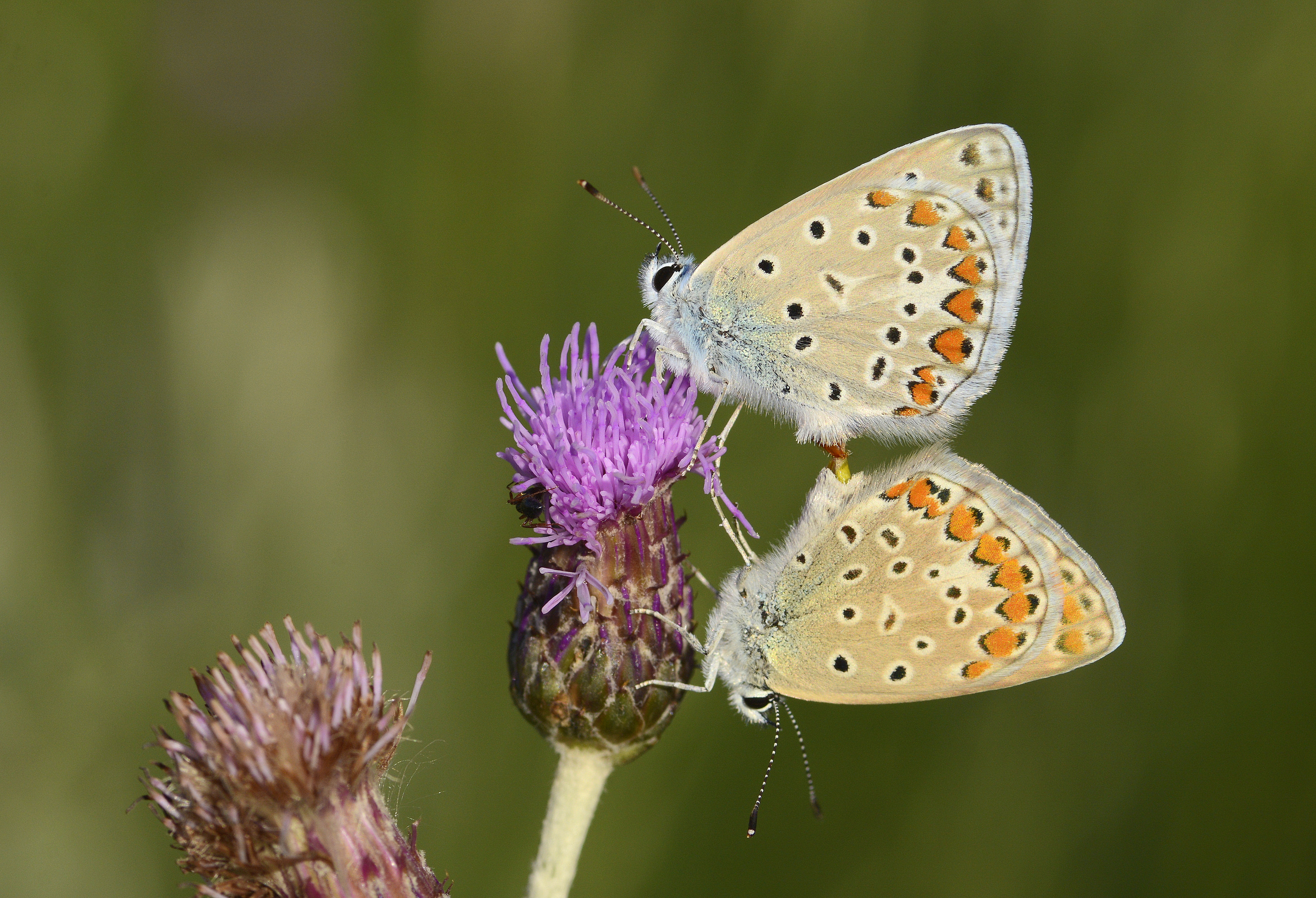 Polyommatus icarus (Çokgözlü Mavi) butterfly photo