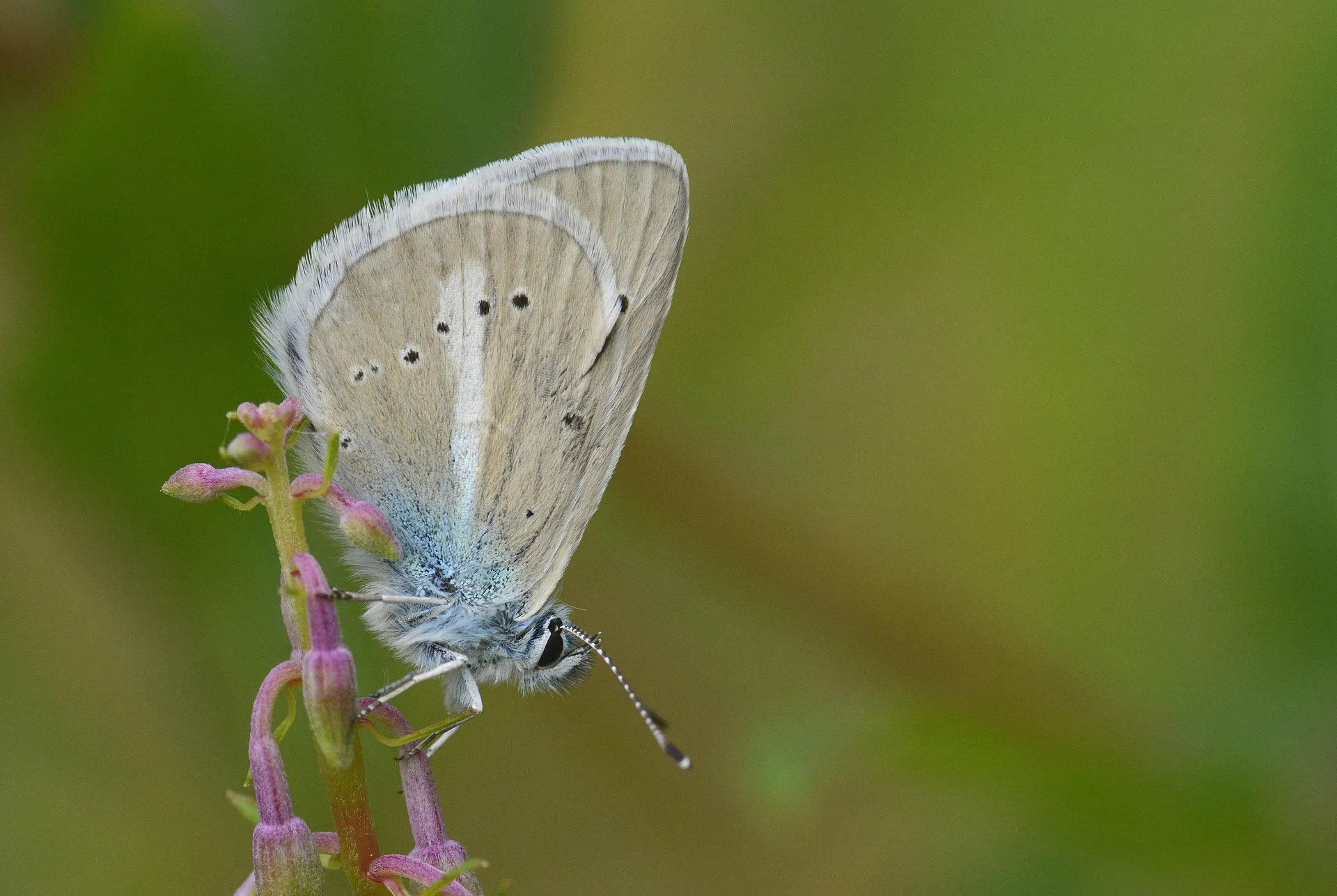 Polyommatus iphicarmon (Çokgözlü İfikarmon) butterfly photo