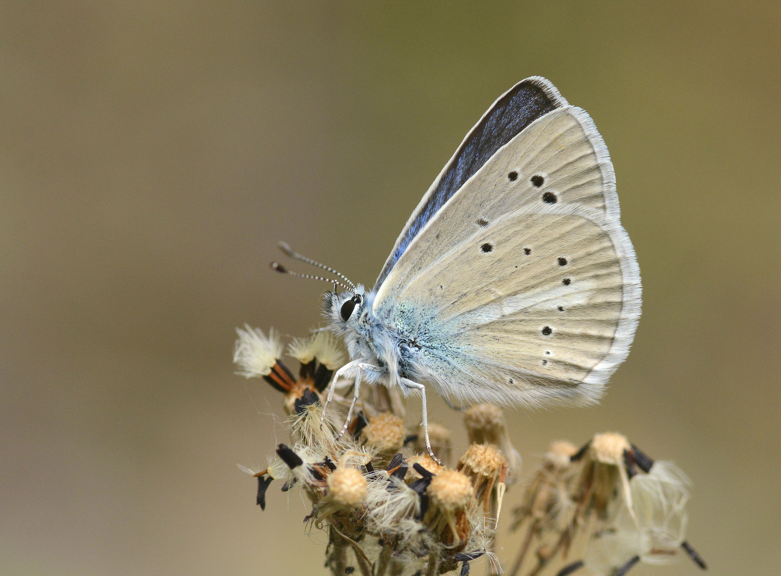 Polyommatus iphicarmon (Çokgözlü İfikarmon) butterfly photo