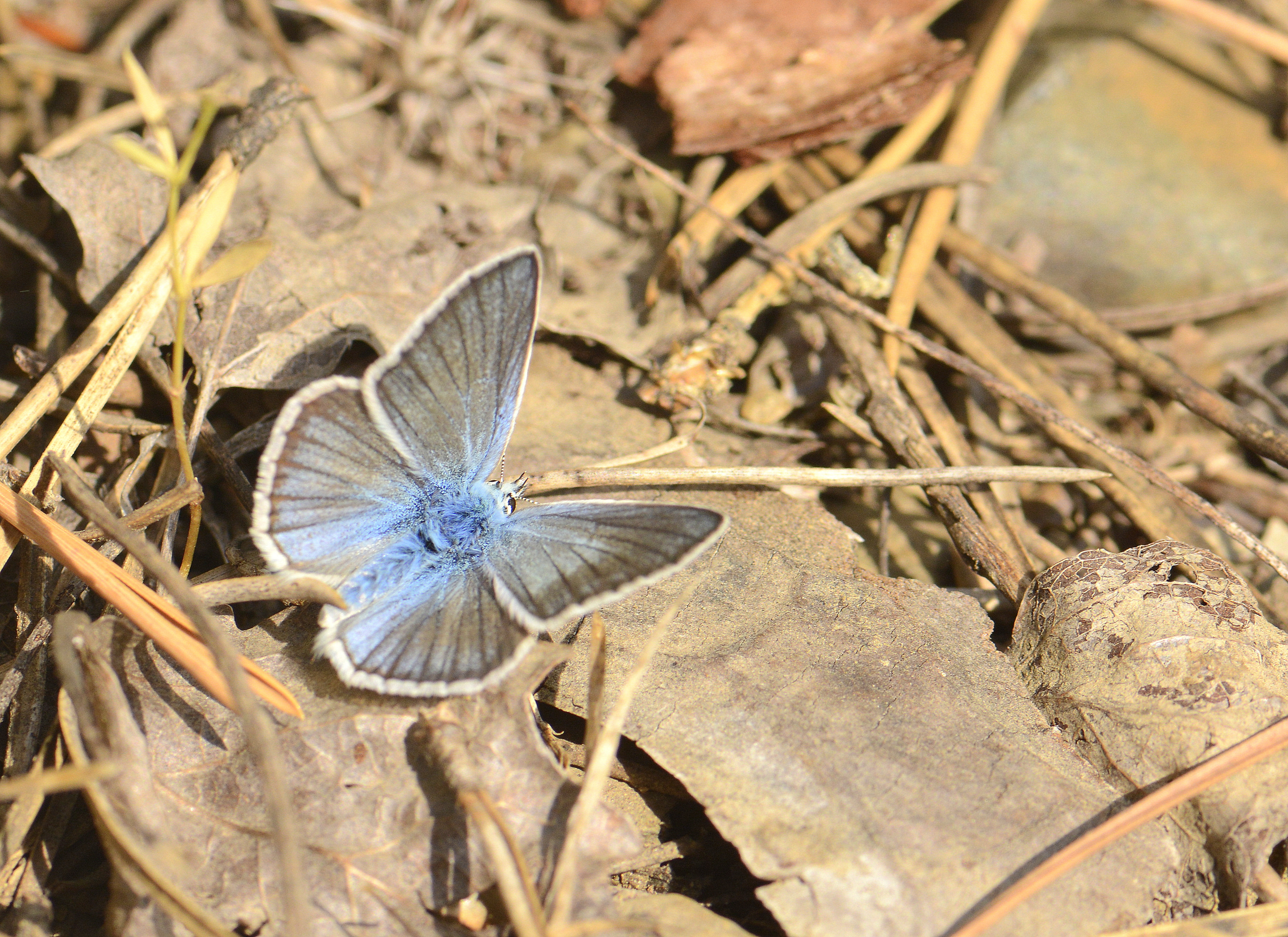 Polyommatus iphicarmon (Çokgözlü İfikarmon) butterfly photo