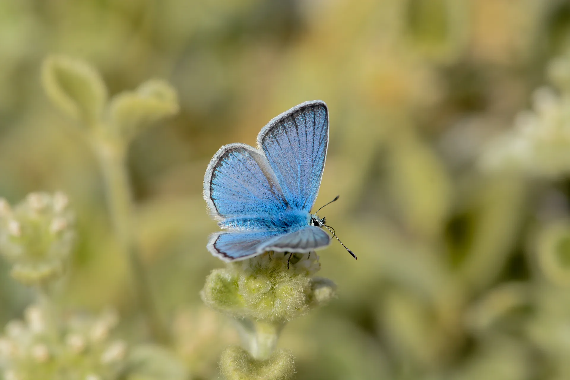 Polyommatus iphigenia (Çokgözlü İfigenya) butterfly photo