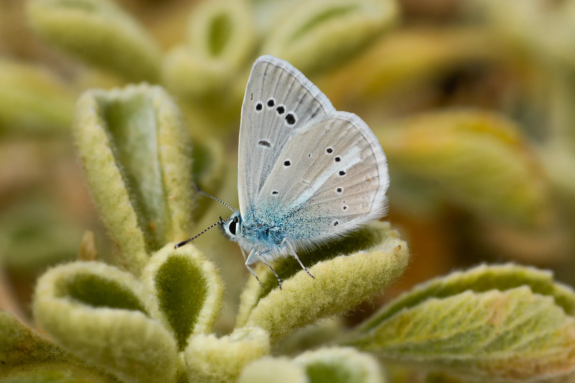 Polyommatus iphigenia (Ã‡okgÃ¶zlÃ¼ Ä°figenya) butterfly photo