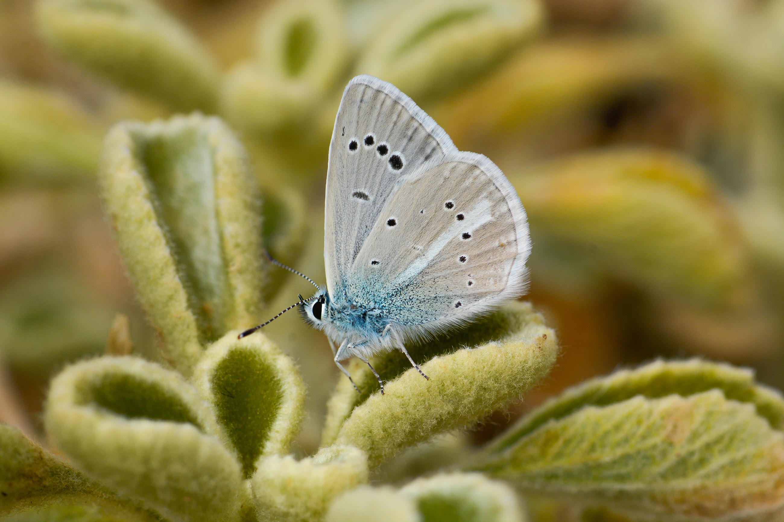 Polyommatus iphigenia (Çokgözlü İfigenya) butterfly photo