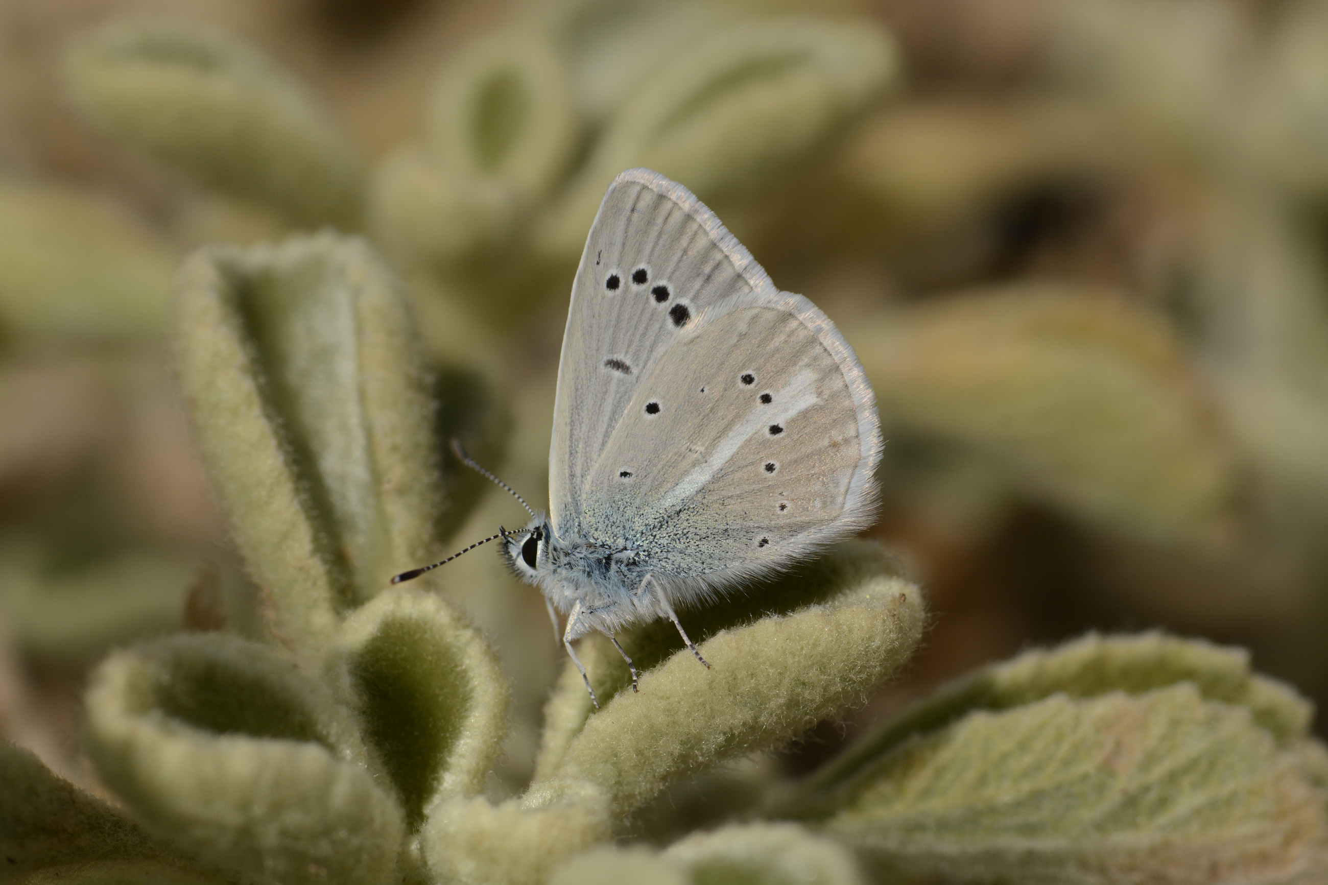 Polyommatus iphigenia (Çokgözlü İfigenya) butterfly photo