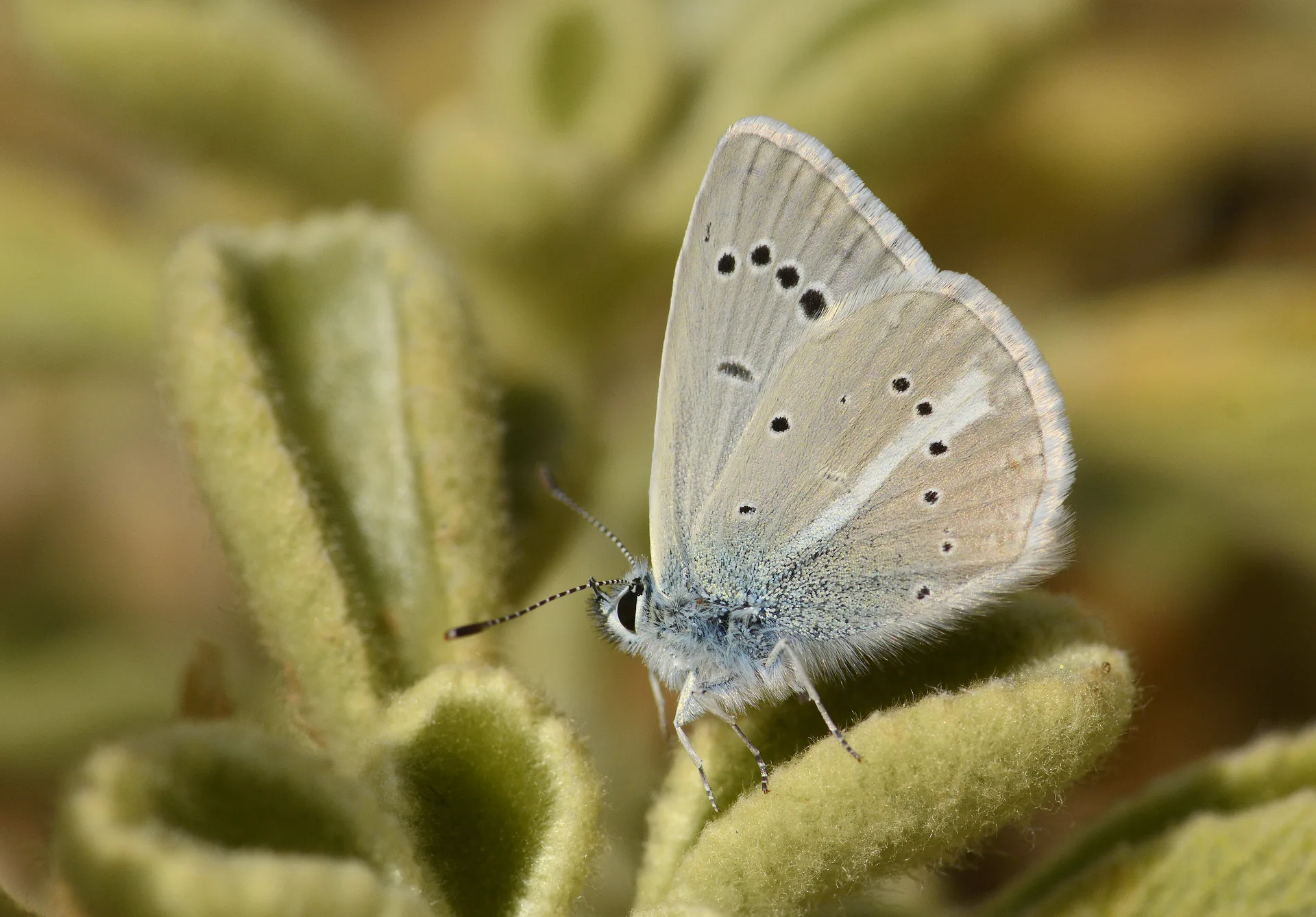 Polyommatus iphigenia (Ã‡okgÃ¶zlÃ¼ Ä°figenya) butterfly photo