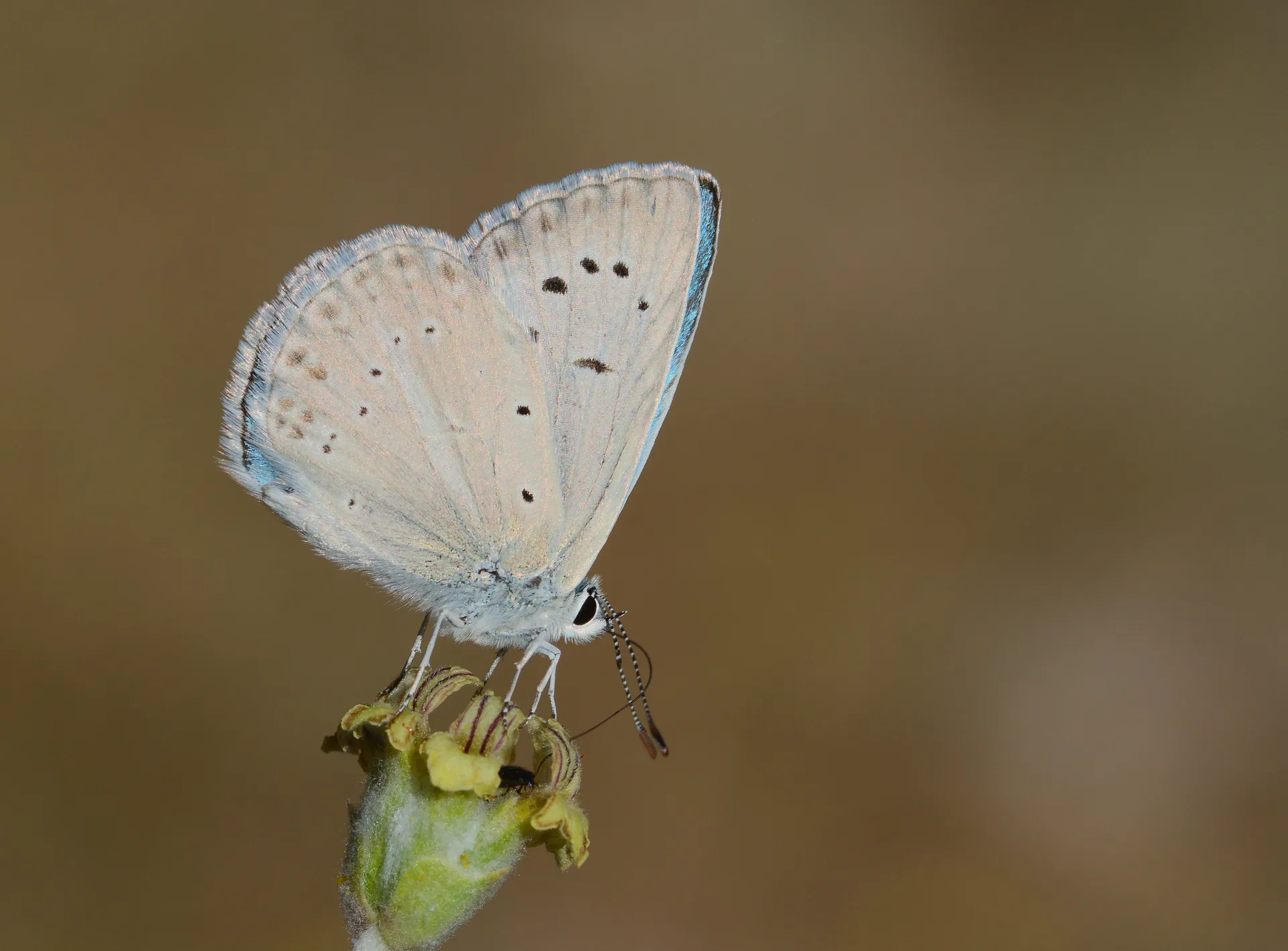 Polyommatus lycius (Carbonellmavisi) butterfly photo