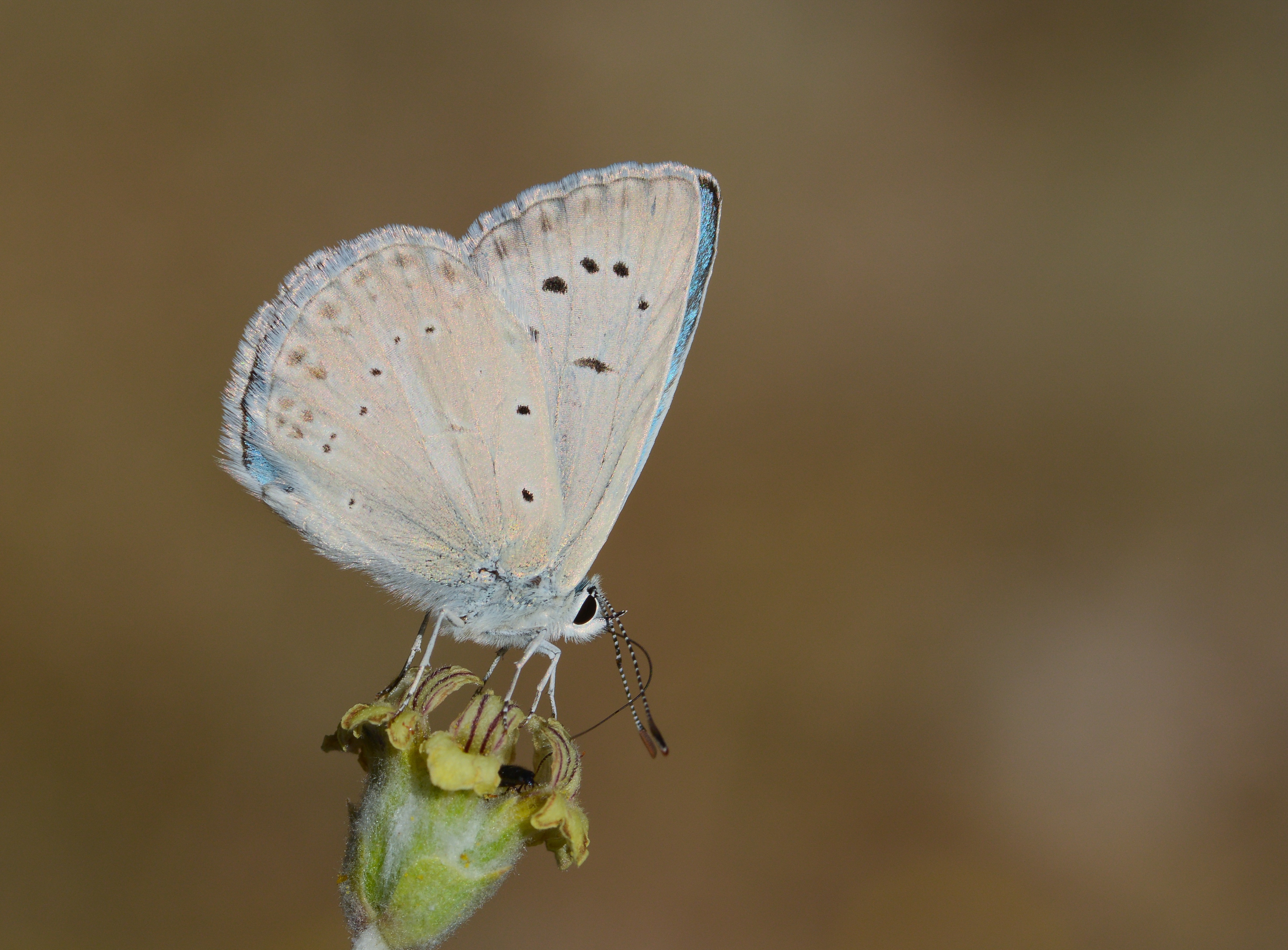 Polyommatus lycius (Carbonellmavisi) butterfly photo