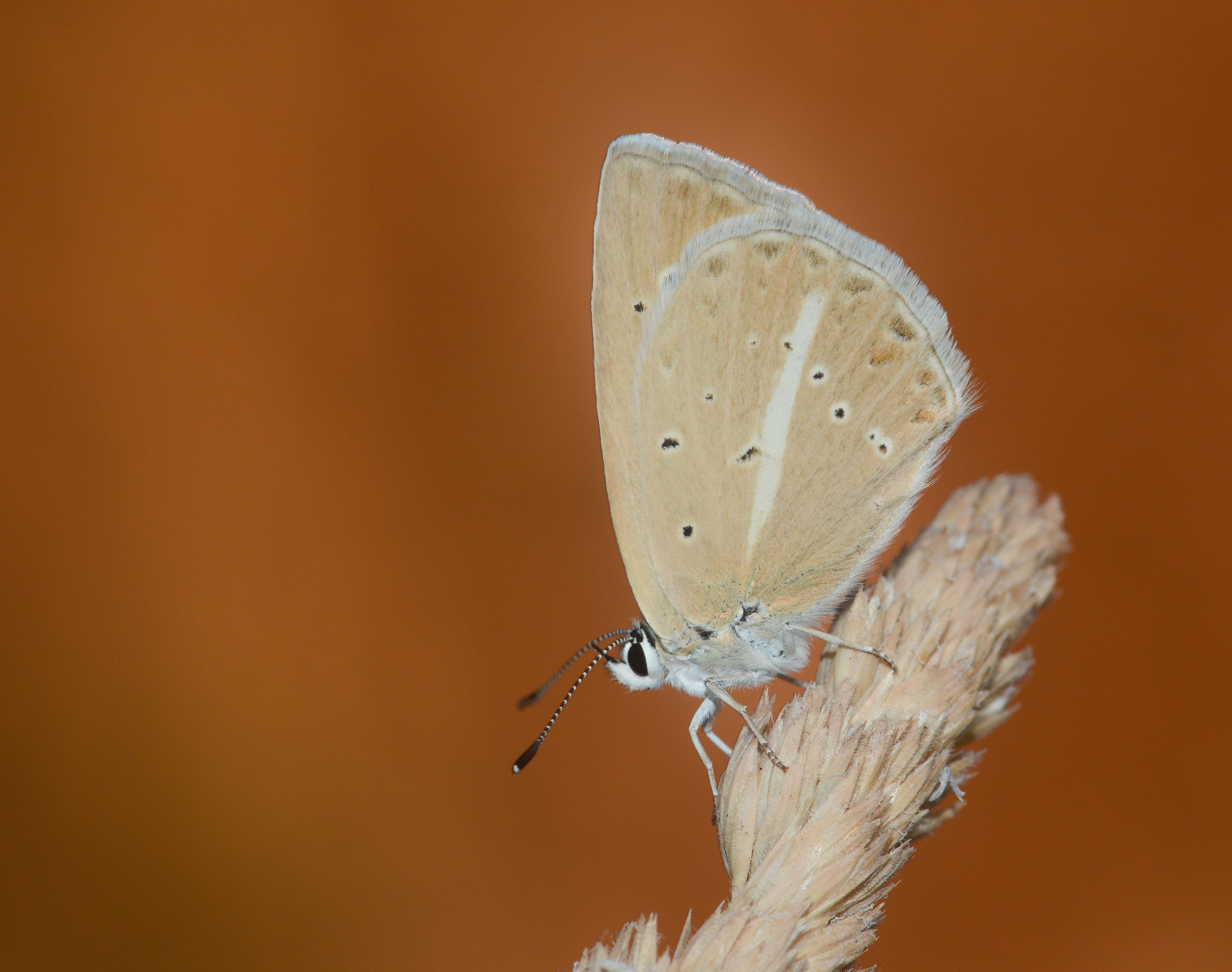Polyommatus lycius (Carbonellmavisi) butterfly photo