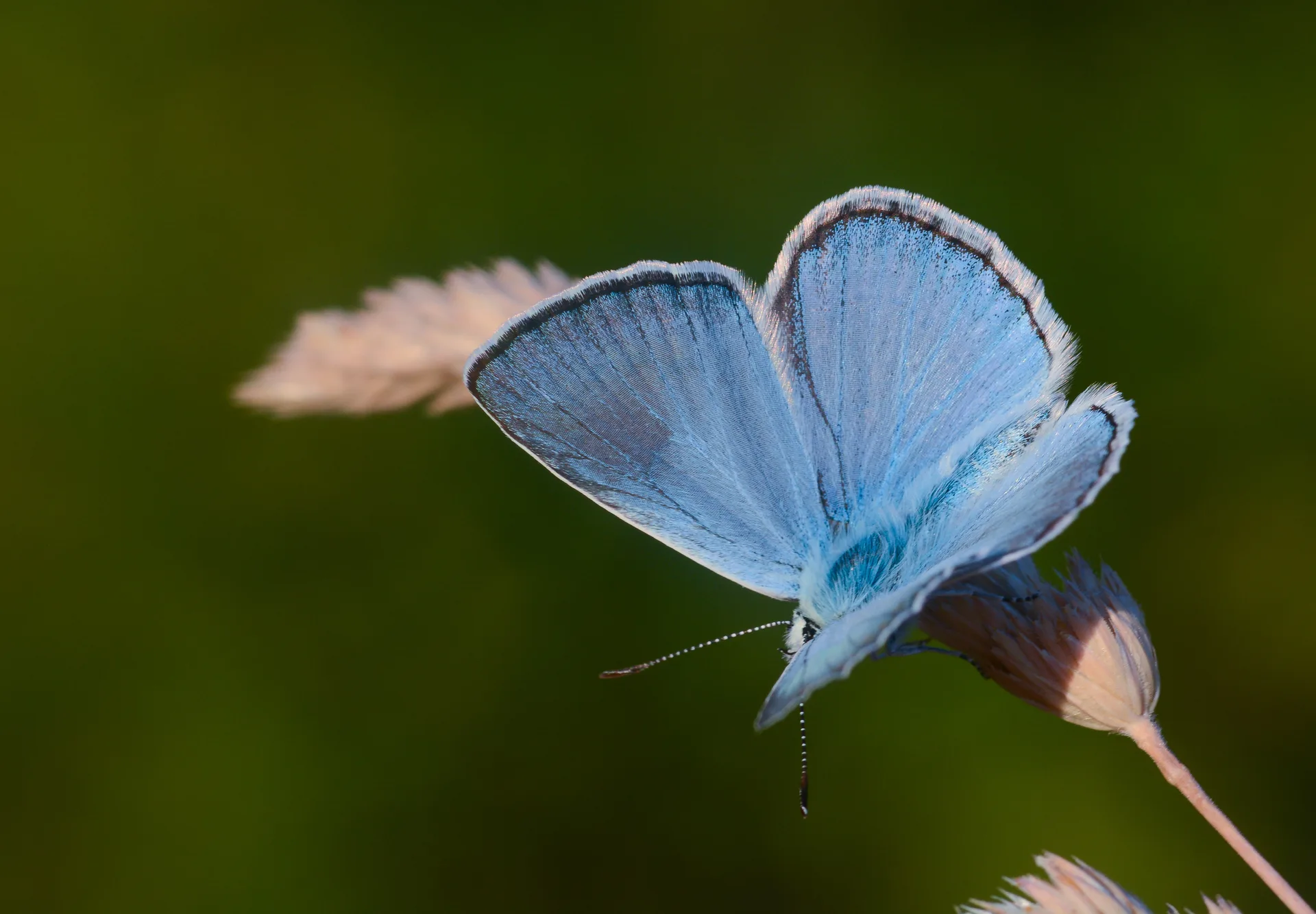 Polyommatus lycius (Carbonellmavisi) butterfly photo