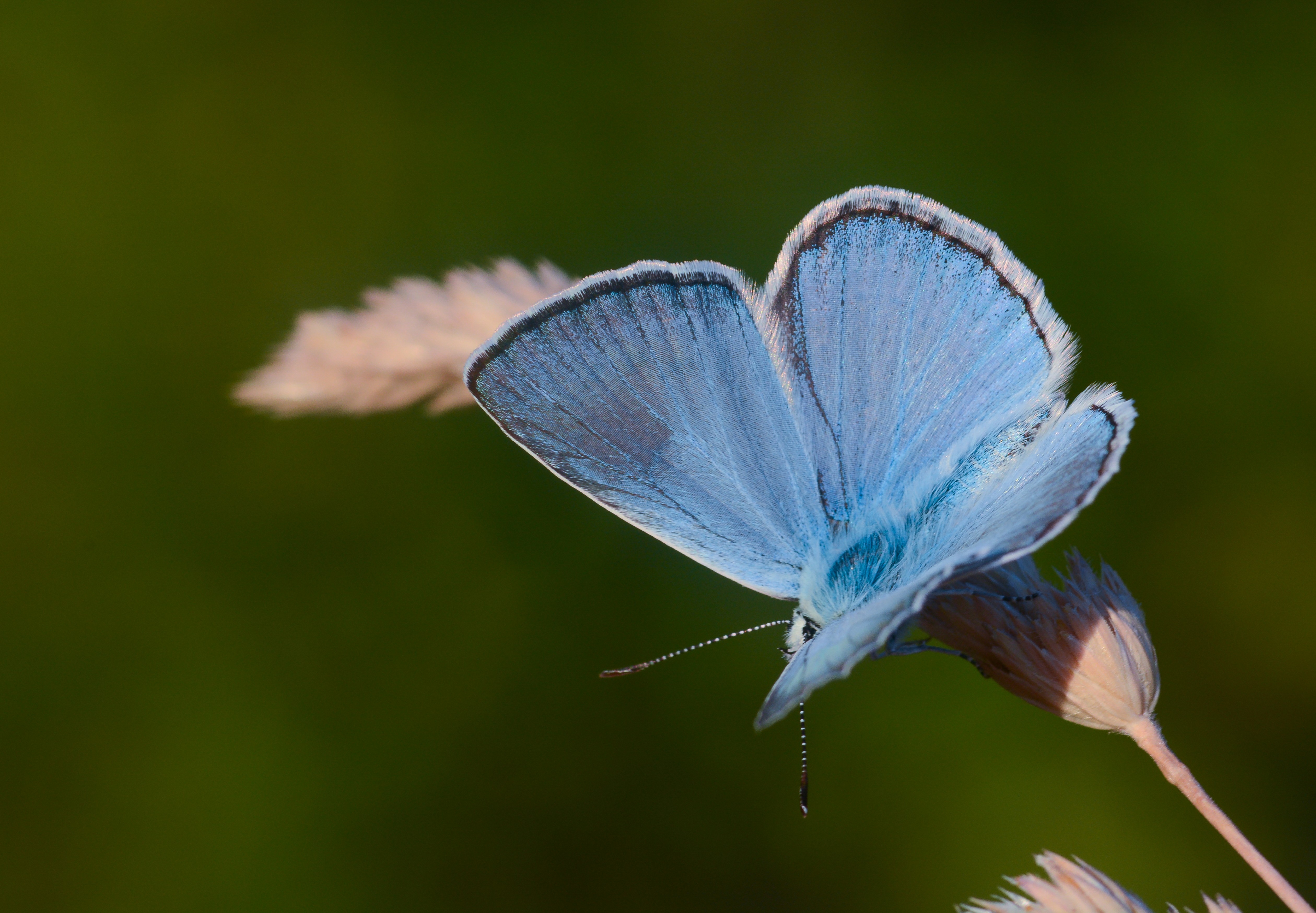 Polyommatus lycius (Carbonellmavisi) butterfly photo