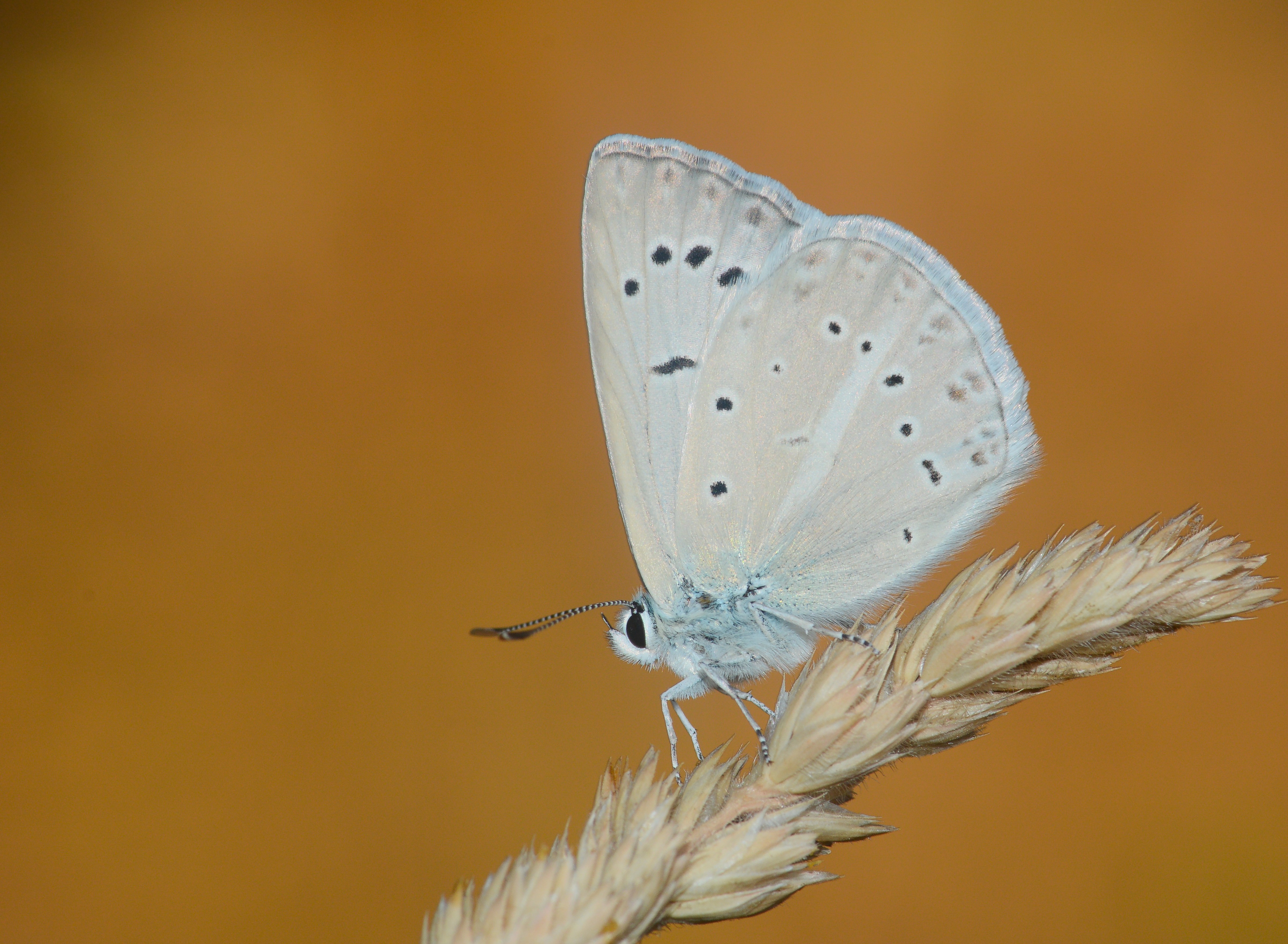 Polyommatus lycius (Carbonellmavisi) butterfly photo
