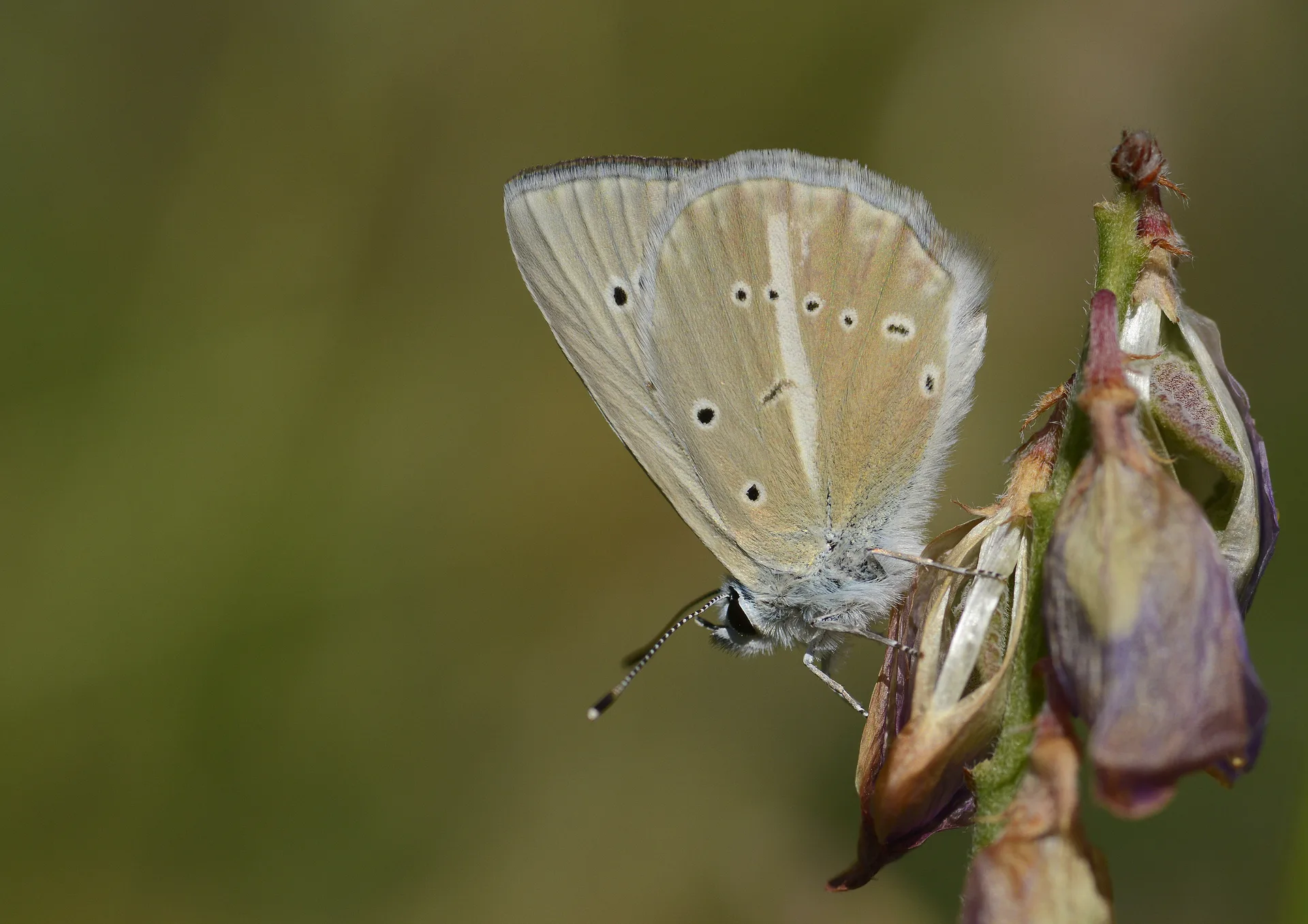 Polyommatus menalcas (Çokgözlü Anadolubeyazı) butterfly photo