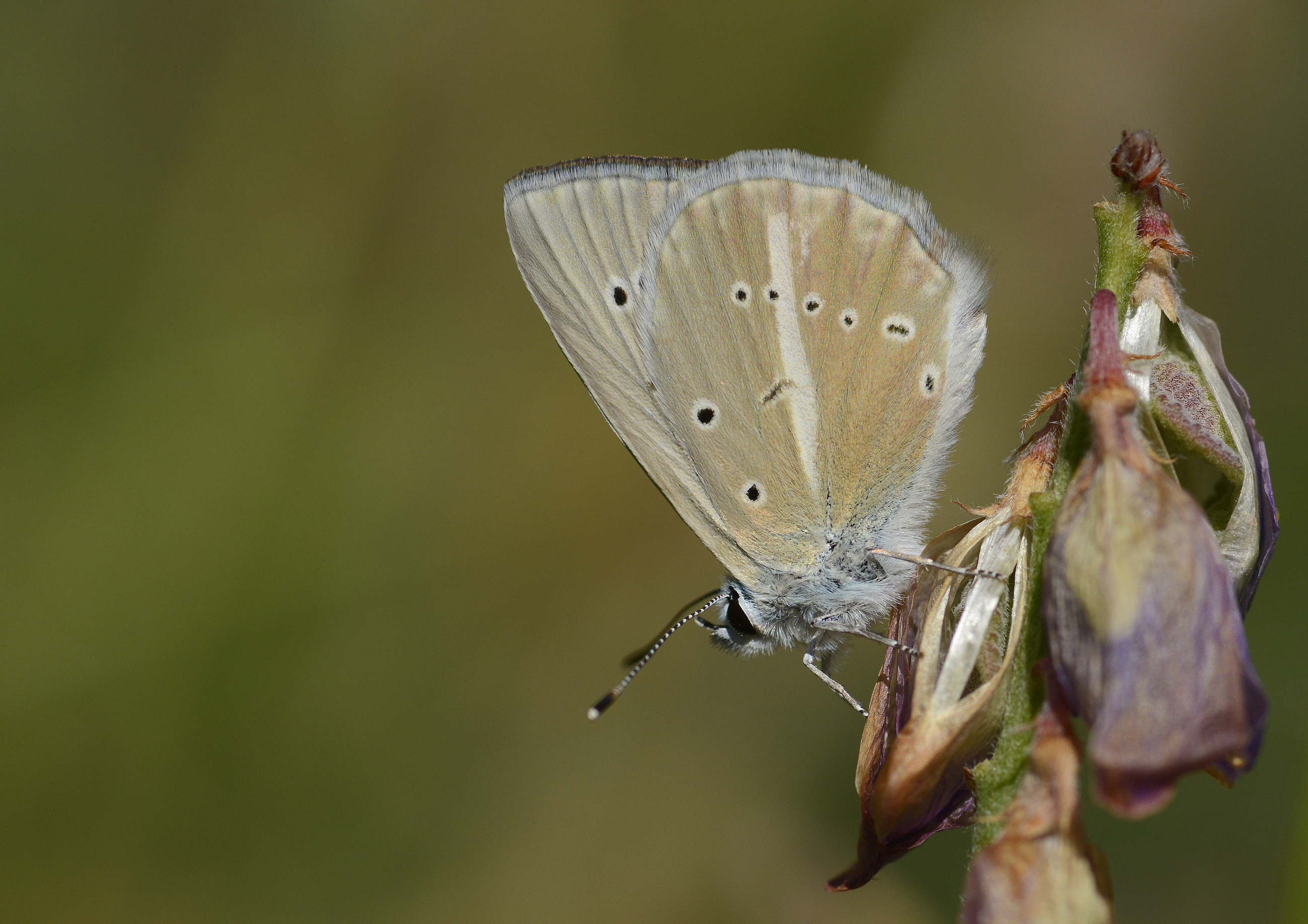 Polyommatus menalcas (Çokgözlü Anadolubeyazı) butterfly photo
