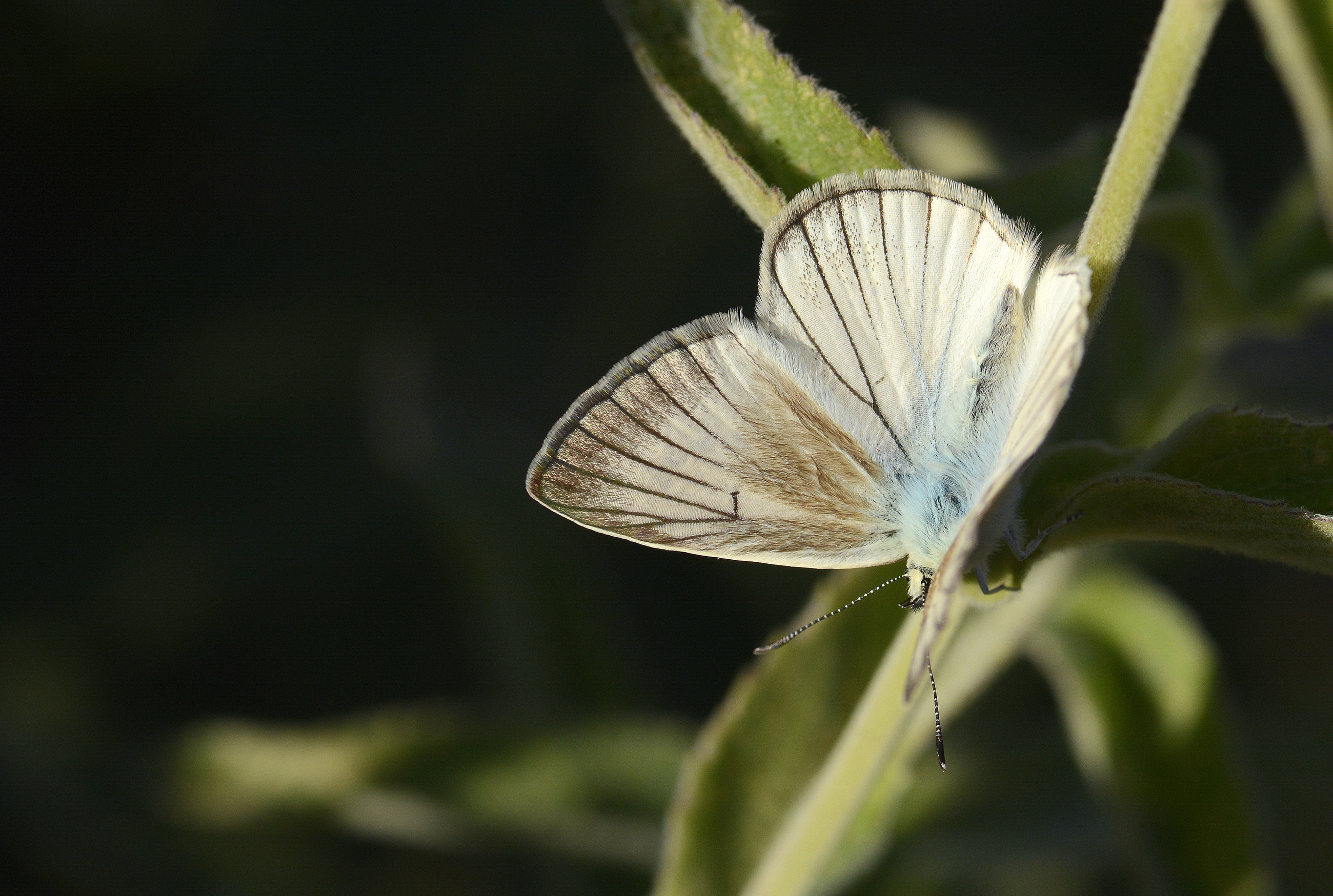 Polyommatus menalcas (Çokgözlü Anadolubeyazı) butterfly photo
