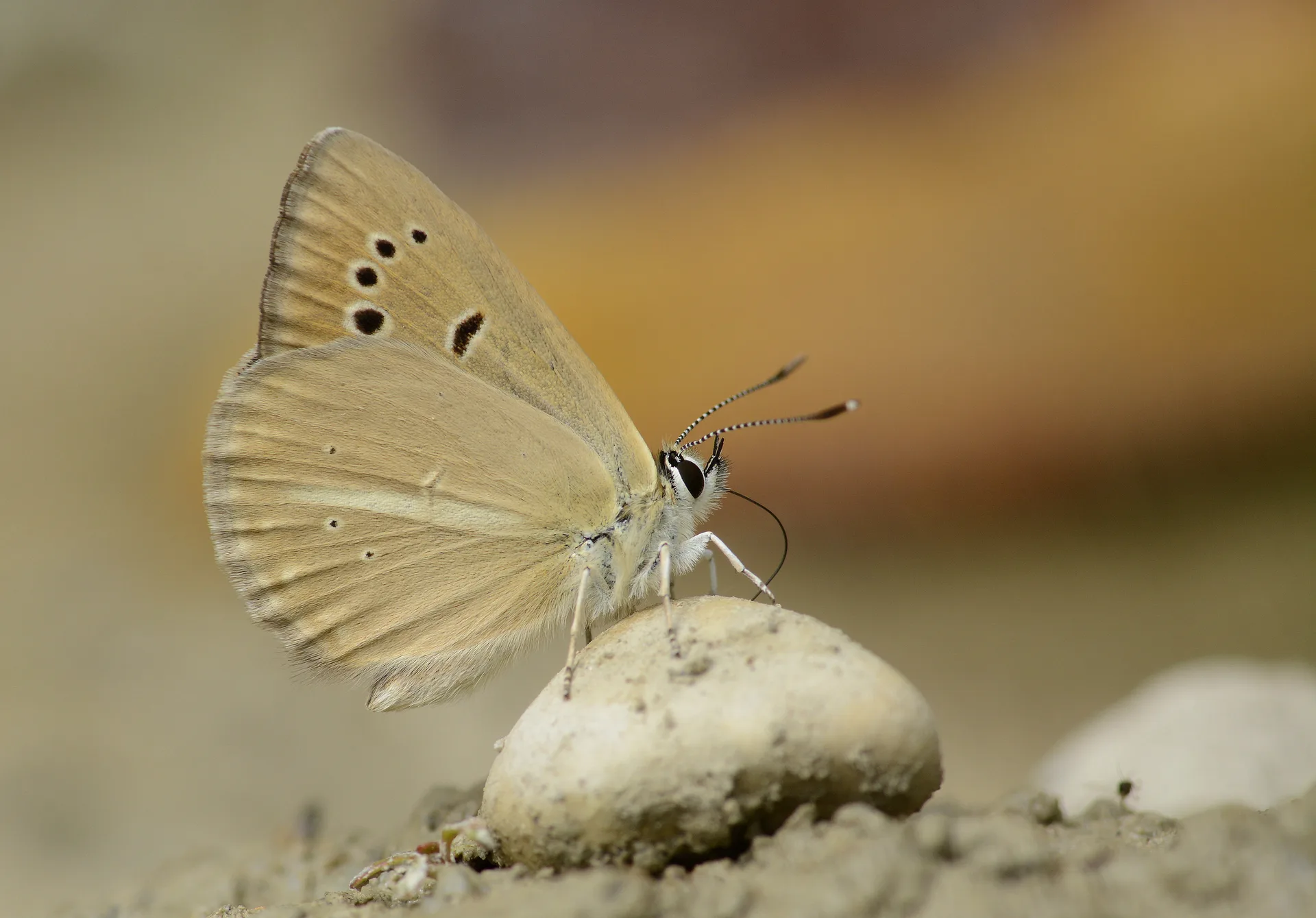 Polyommatus mithridates (Çokgözlü Amasyaesmeri) butterfly photo