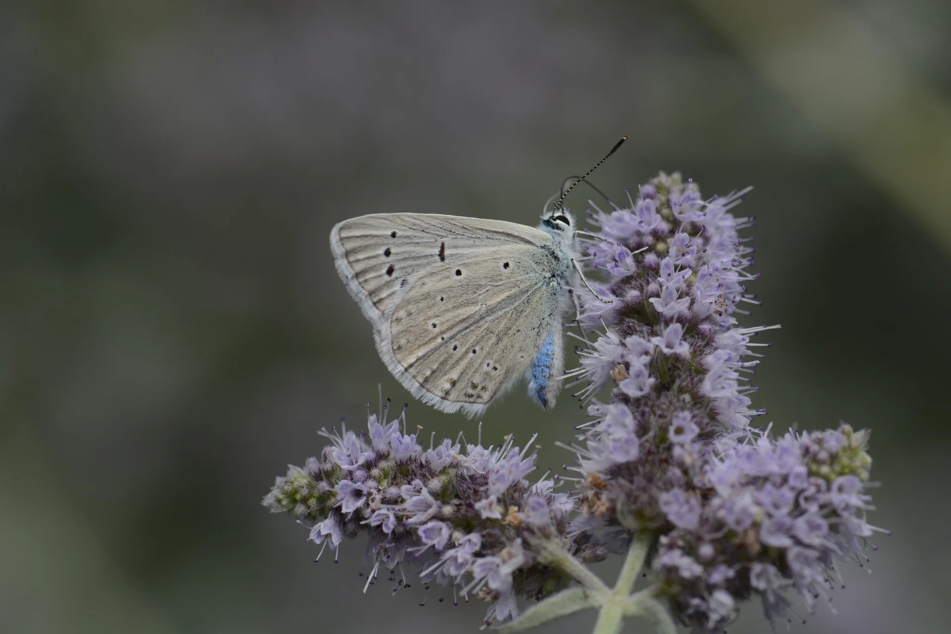 Polyommatus poseidon (Çokgözlü Poseydonmavisi) butterfly photo