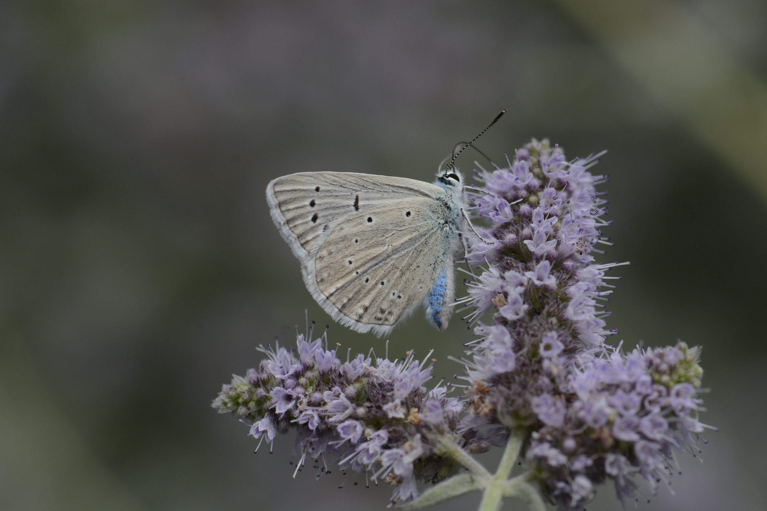 Polyommatus poseidon (Çokgözlü Poseydonmavisi) butterfly photo