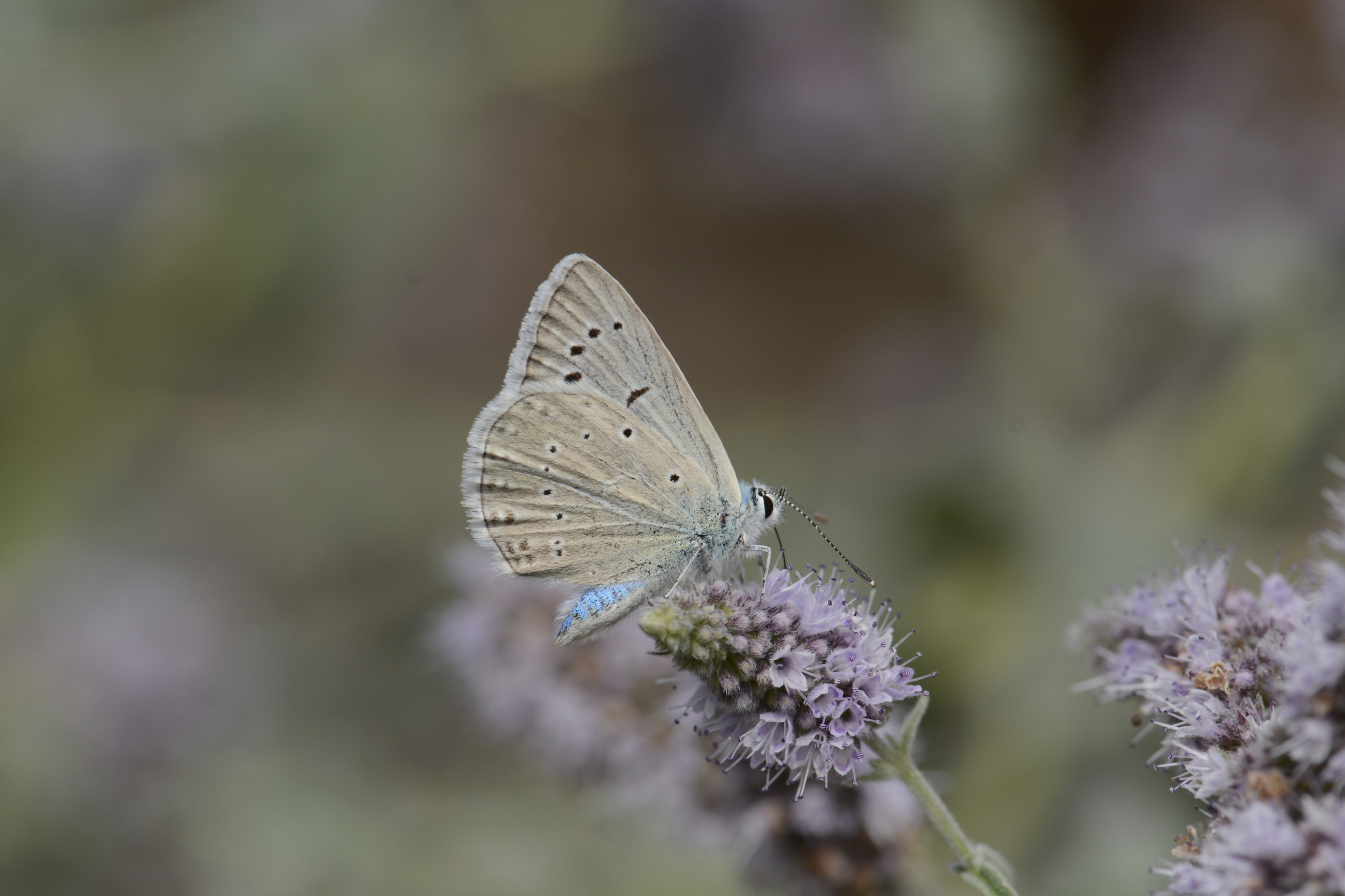 Polyommatus poseidon (Çokgözlü Poseydonmavisi) butterfly photo