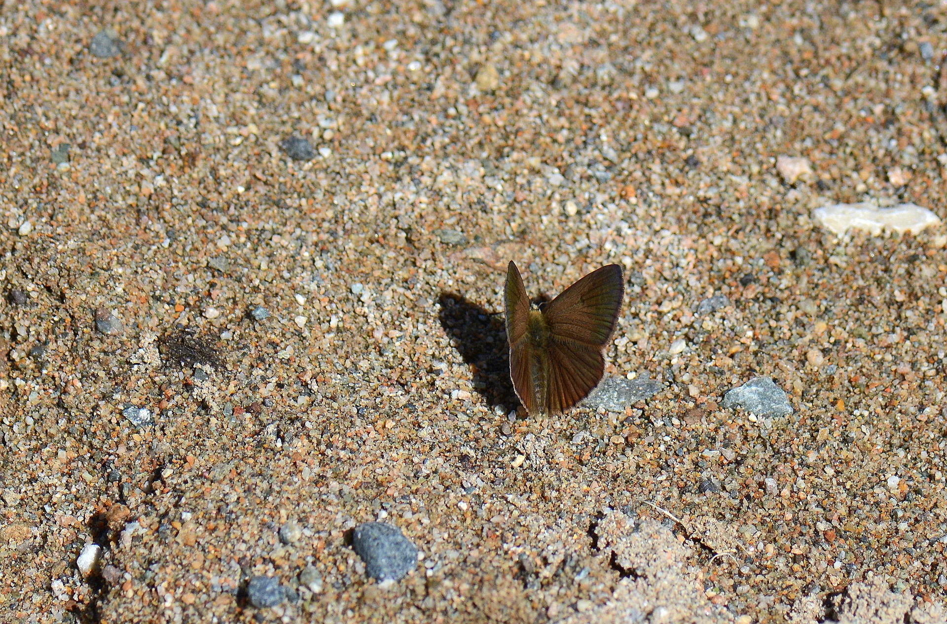 Polyommatus ripartii (Ripart'ın Anormal Çokgözlüsü) butterfly photo