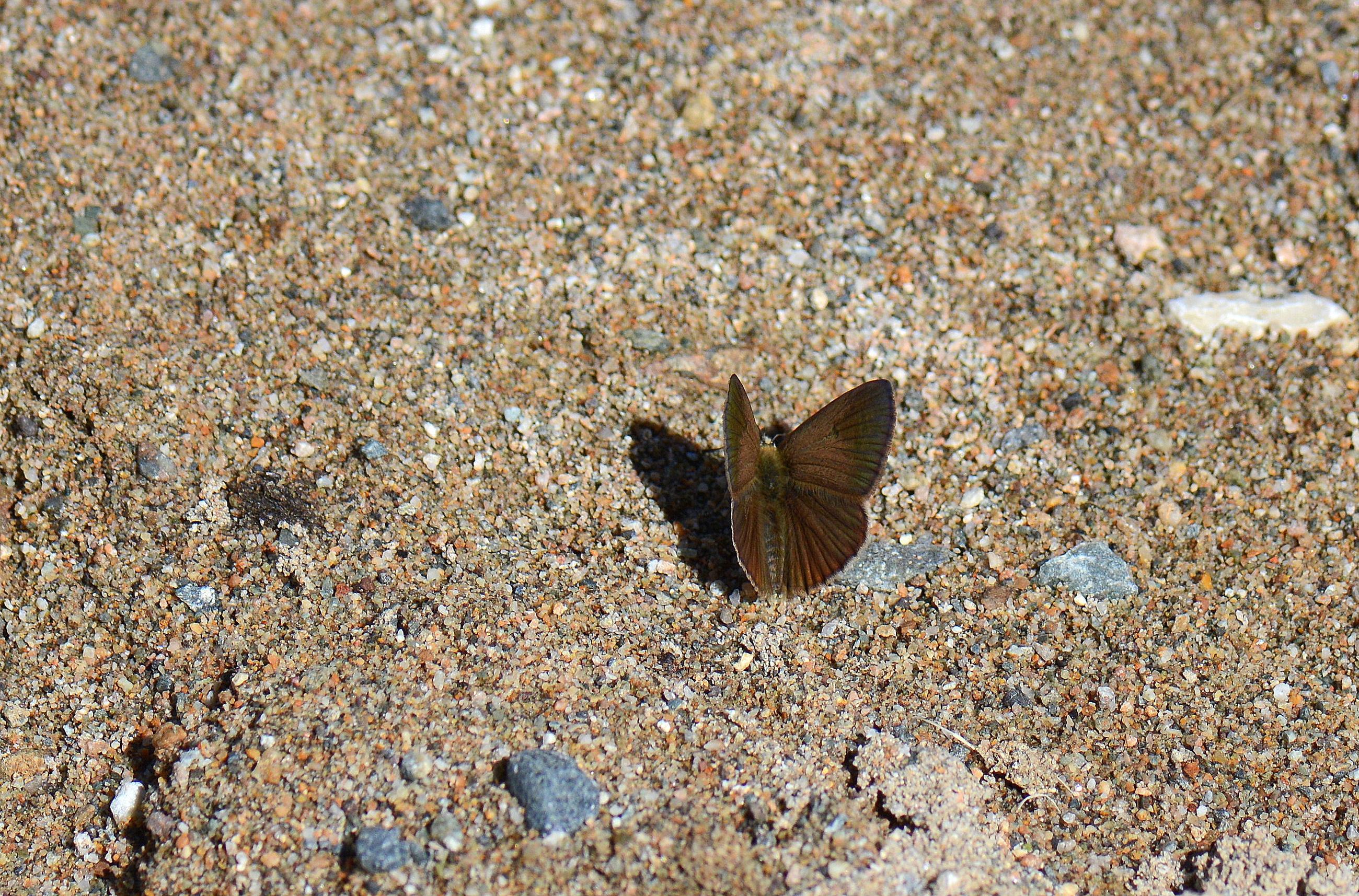 Polyommatus ripartii (Ripart'ın Anormal Çokgözlüsü) butterfly photo