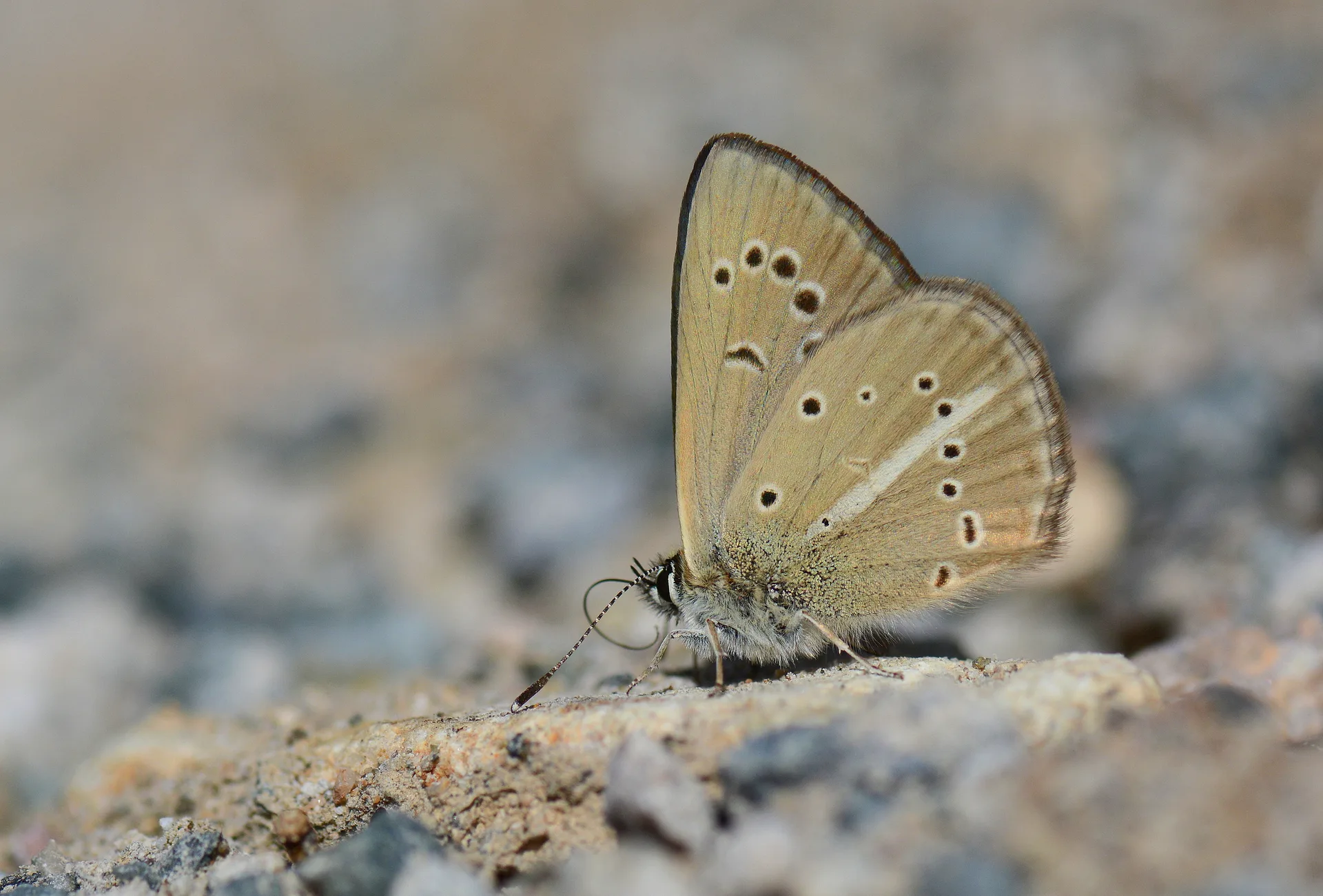 Polyommatus ripartii (Ripart'Ä±n Anormal Ã‡okgÃ¶zlÃ¼sÃ¼) butterfly photo