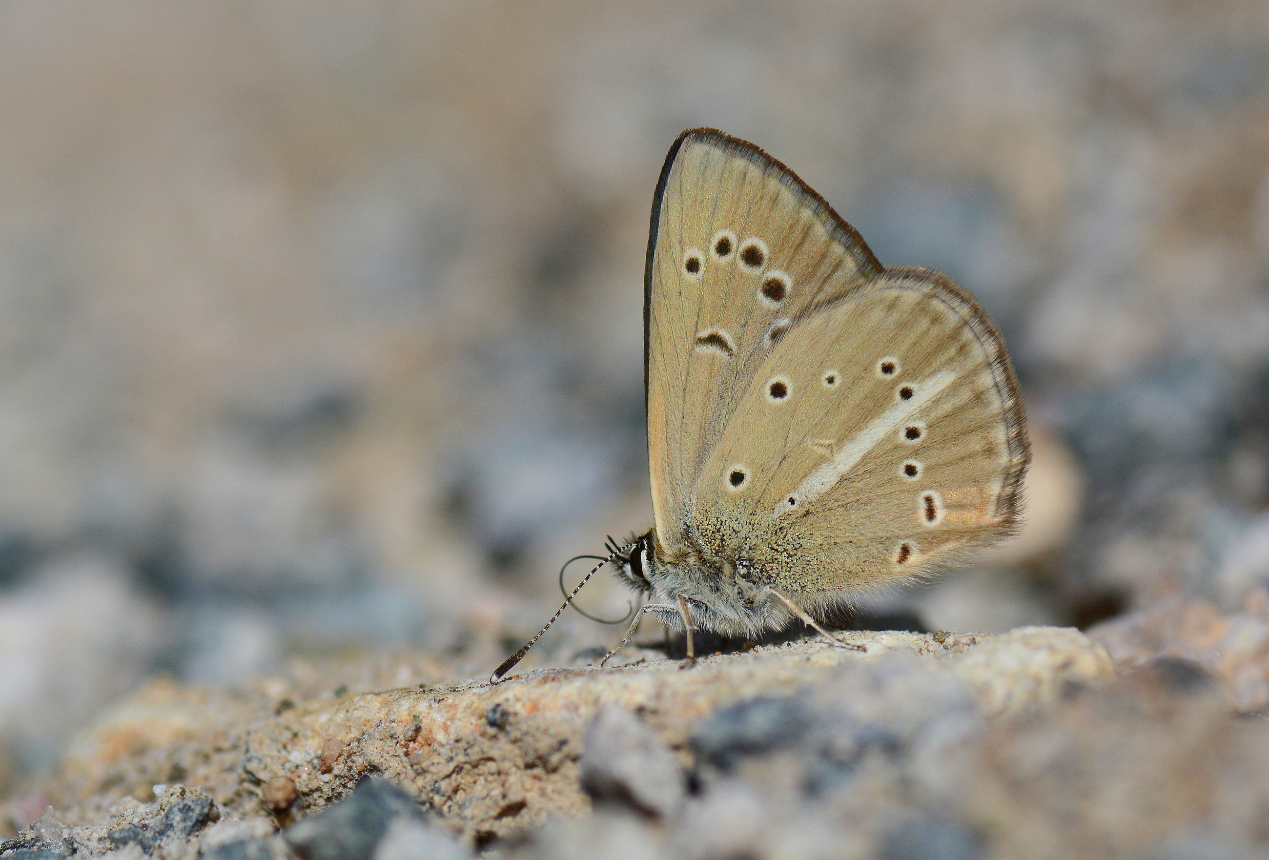 Polyommatus ripartii (Ripart'ın Anormal Çokgözlüsü) butterfly photo