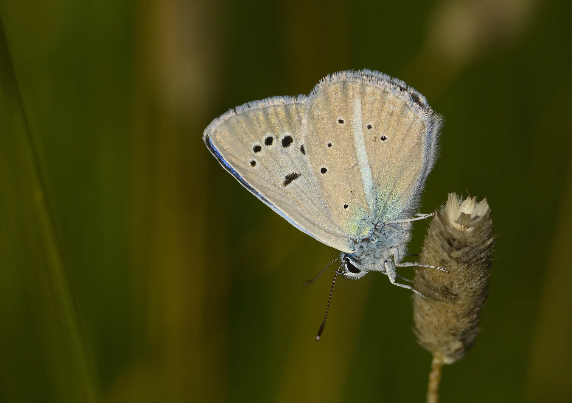Polyommatus schuriani (Çokgözlü Kunchuymavisi) butterfly photo
