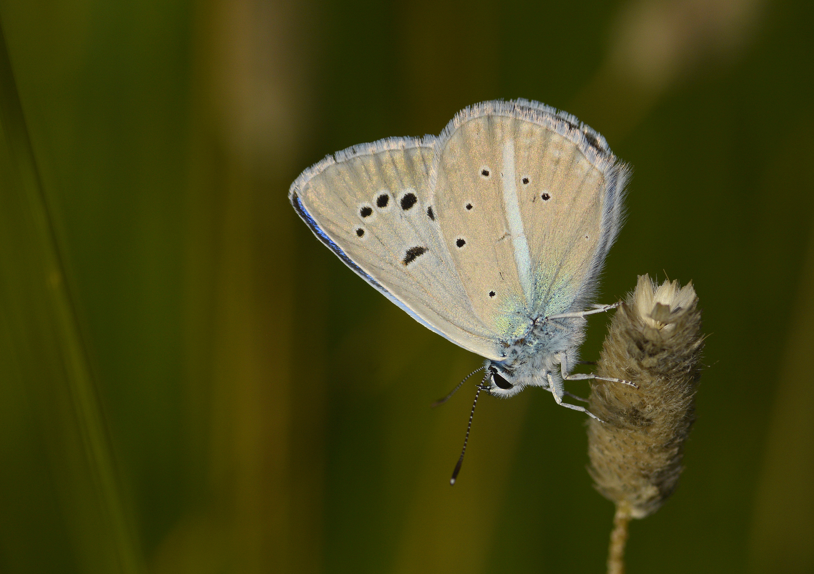 Polyommatus schuriani (Çokgözlü Kunchuymavisi) butterfly photo