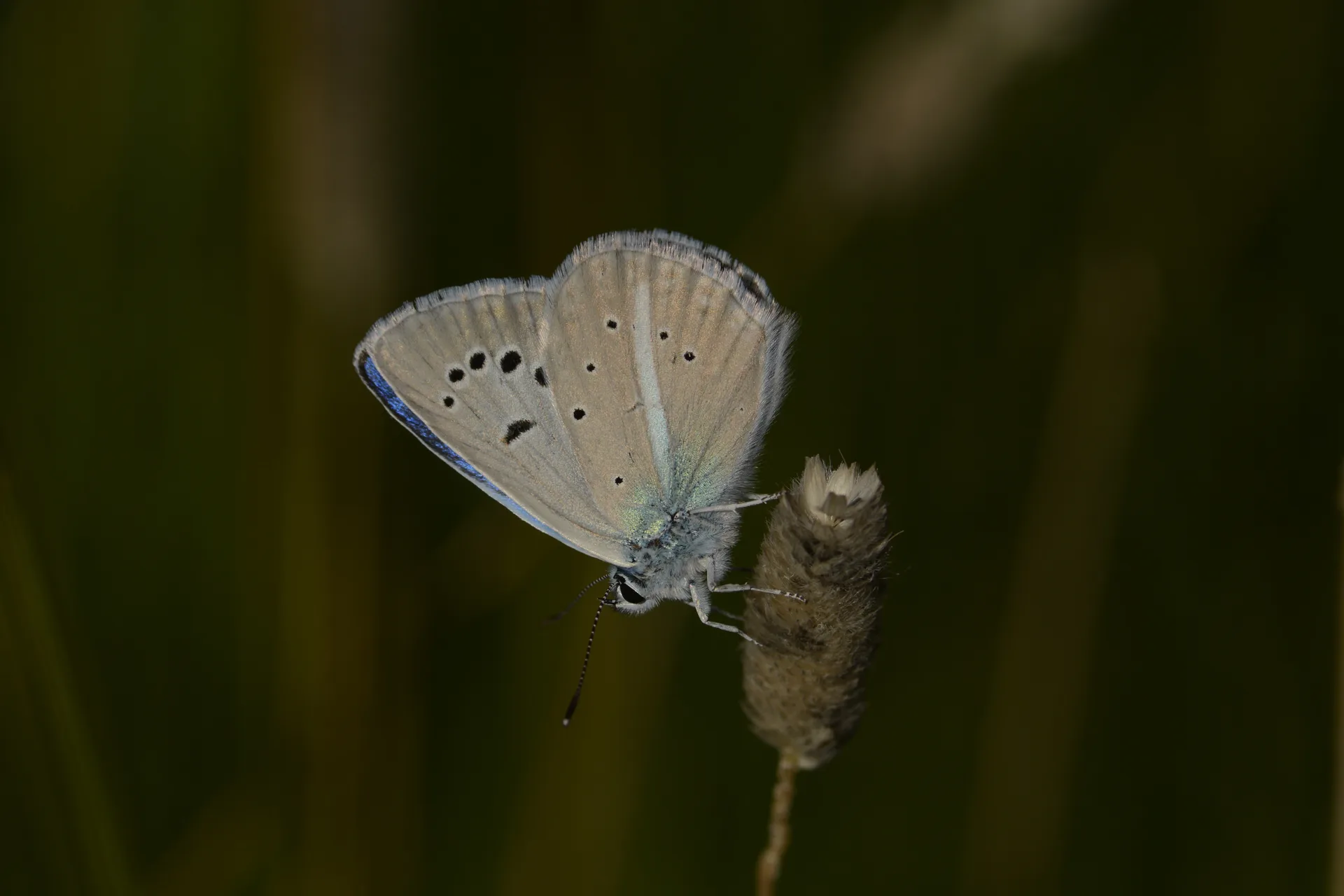Polyommatus schuriani (Ã‡okgÃ¶zlÃ¼ Kunchuymavisi) butterfly photo