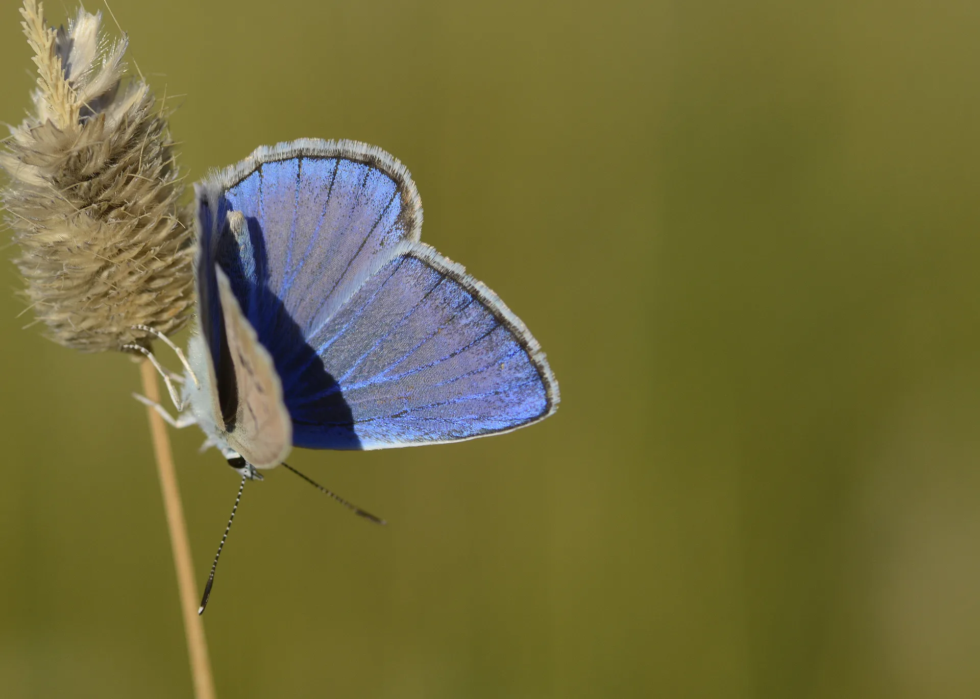 Polyommatus schuriani (Ã‡okgÃ¶zlÃ¼ Kunchuymavisi) butterfly photo
