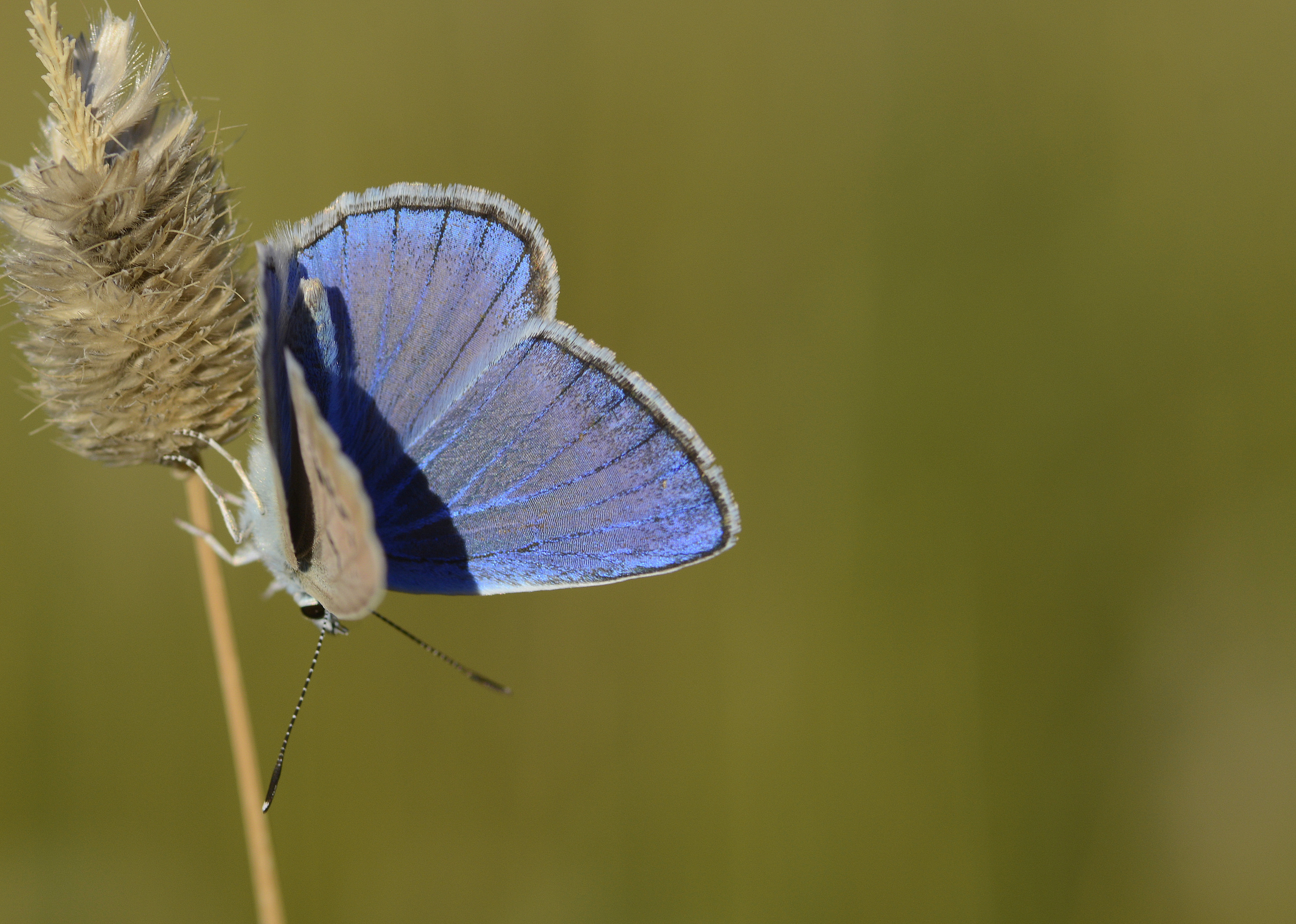 Polyommatus schuriani (Çokgözlü Kunchuymavisi) butterfly photo
