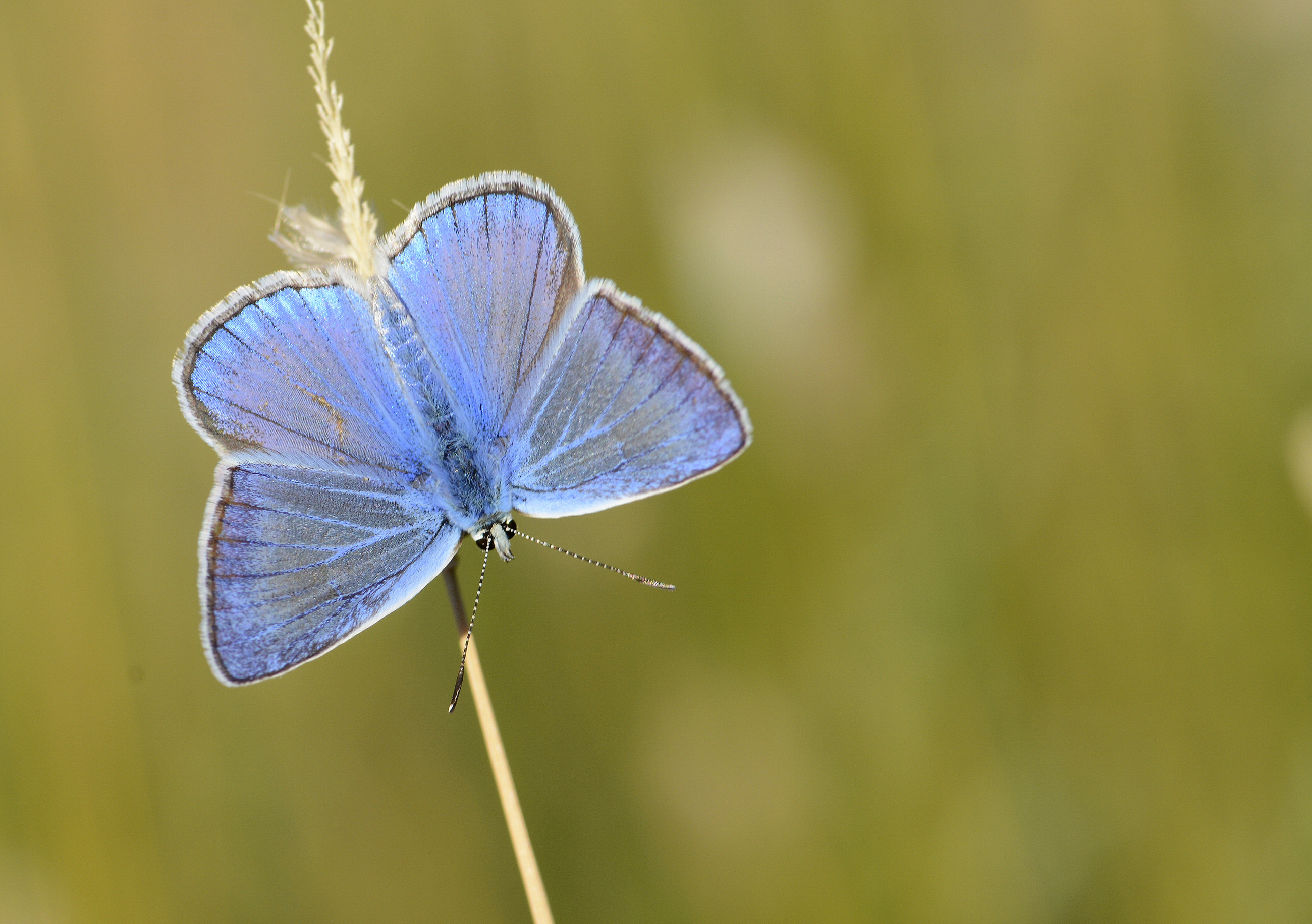 Polyommatus schuriani (Çokgözlü Kunchuymavisi) butterfly photo
