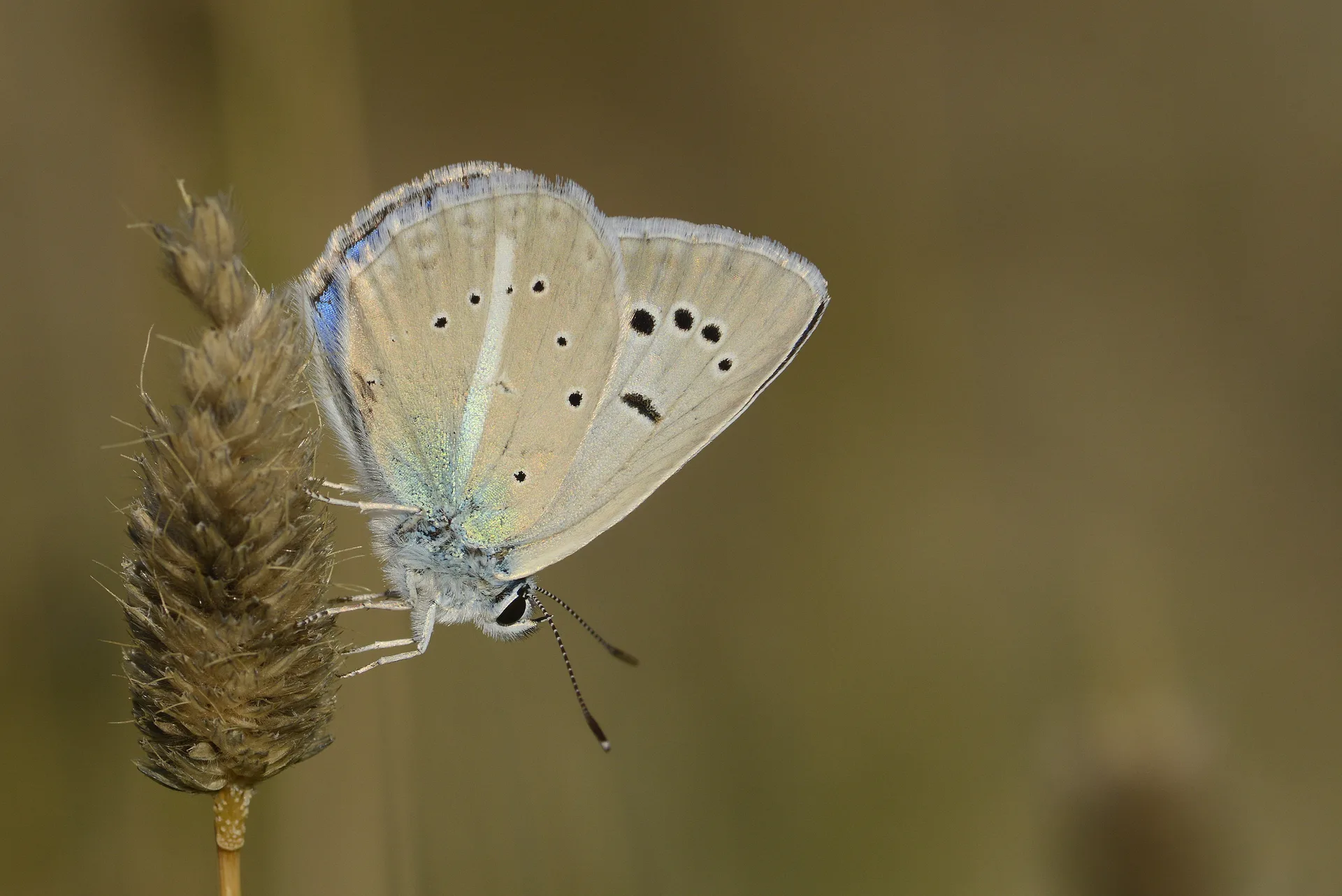 Polyommatus schuriani (Ã‡okgÃ¶zlÃ¼ Kunchuymavisi) butterfly photo