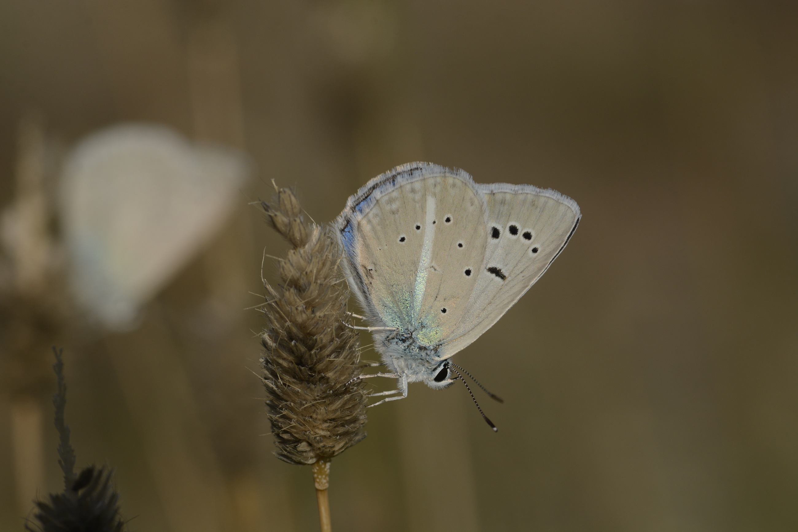 Polyommatus schuriani (Çokgözlü Kunchuymavisi) butterfly photo