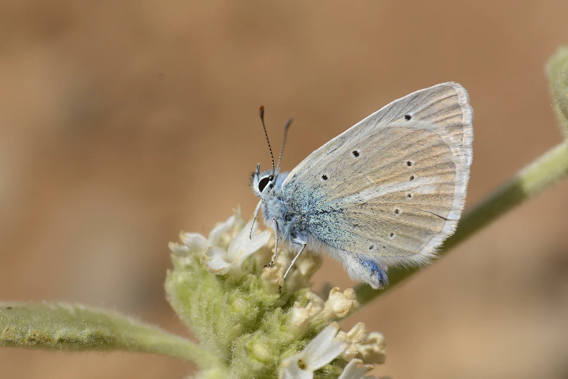 Polyommatus sigberti (Sigbert'in Çokgözlüsü) butterfly photo