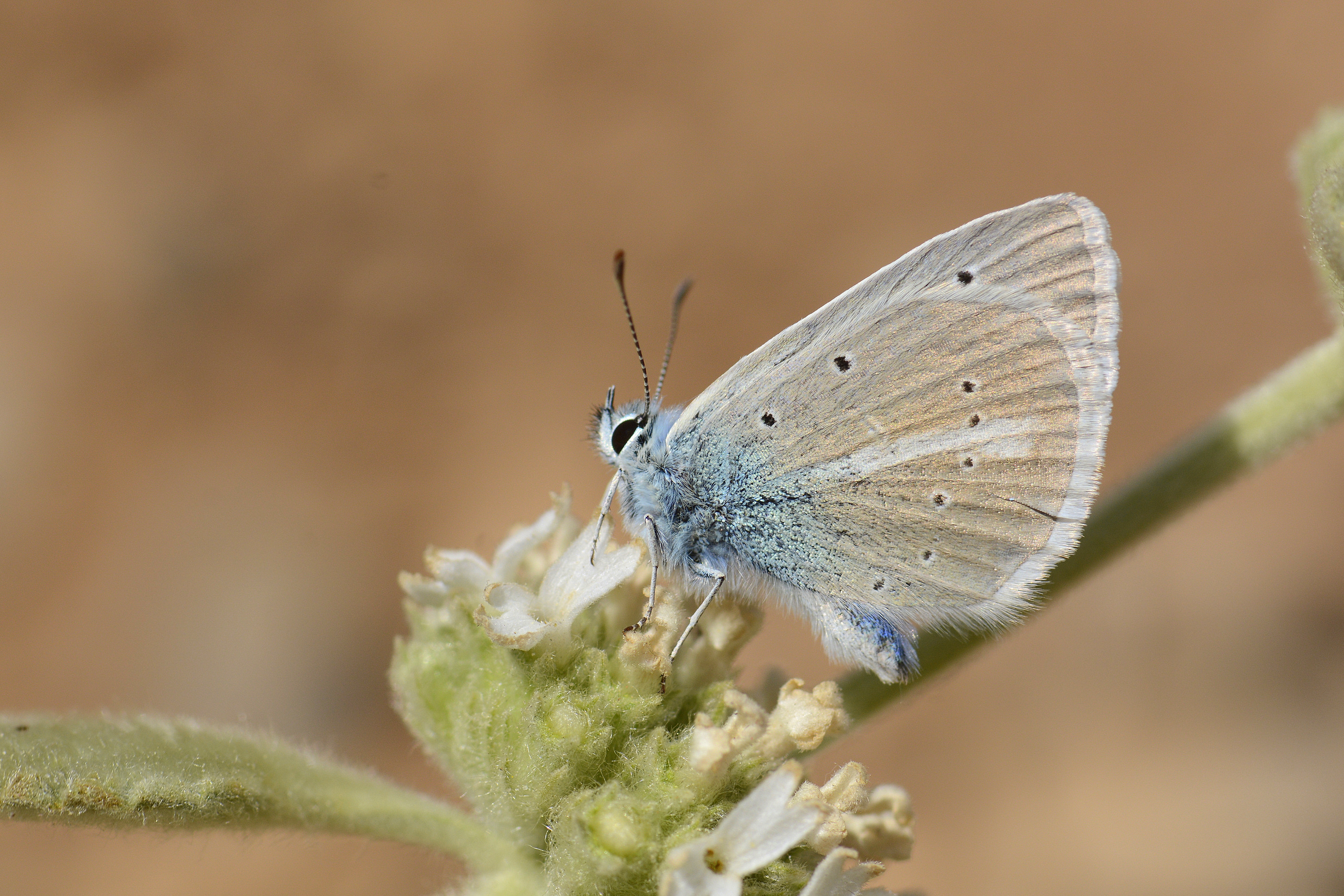 Polyommatus sigberti (Sigbert'in Çokgözlüsü) butterfly photo