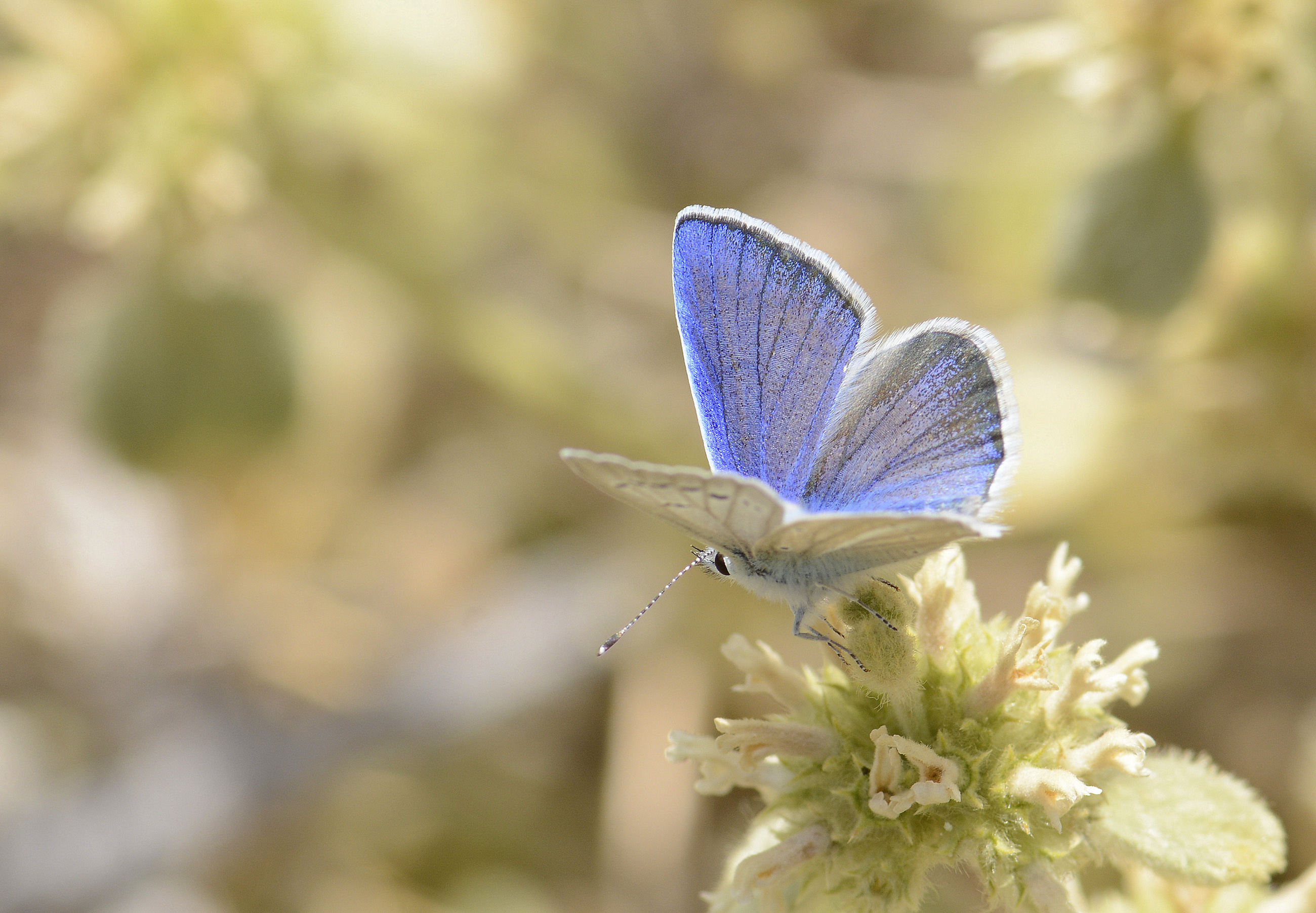 Polyommatus sigberti (Sigbert'in Çokgözlüsü) butterfly photo