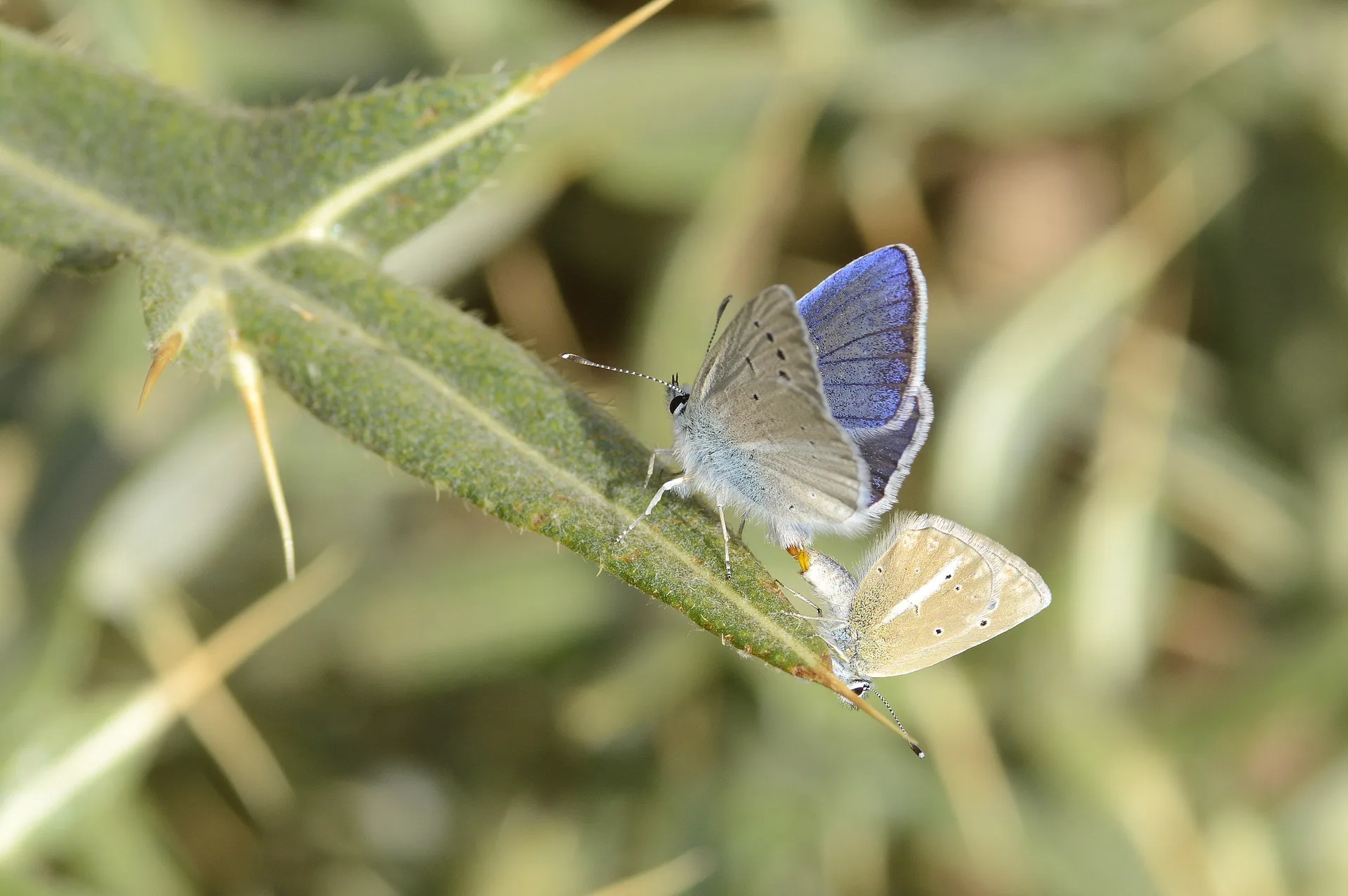 Polyommatus sigberti (Sigbert'in Ã‡okgÃ¶zlÃ¼sÃ¼) butterfly photo